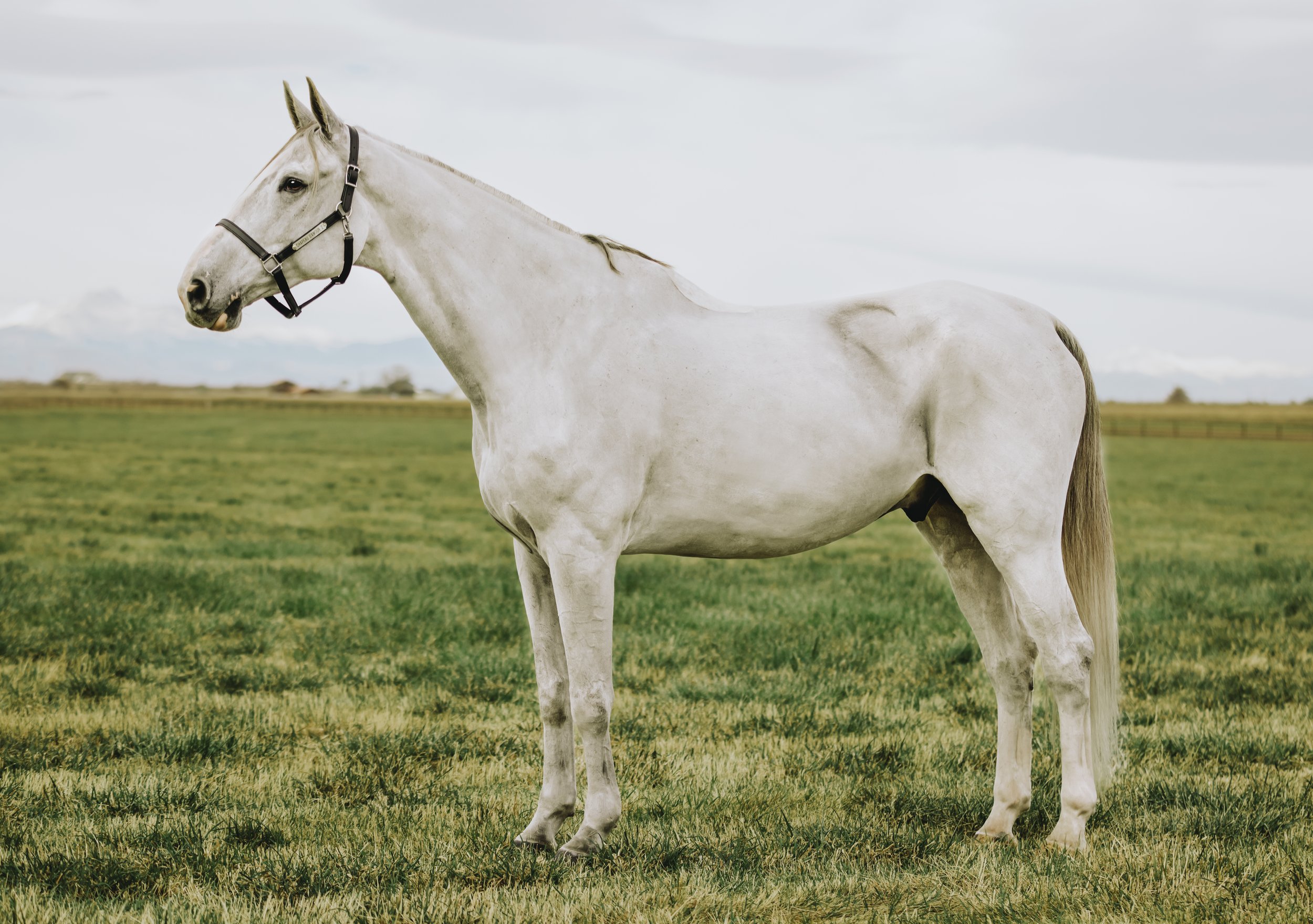 A white horse with a black bridle standing in a green field under a cloudy sky.