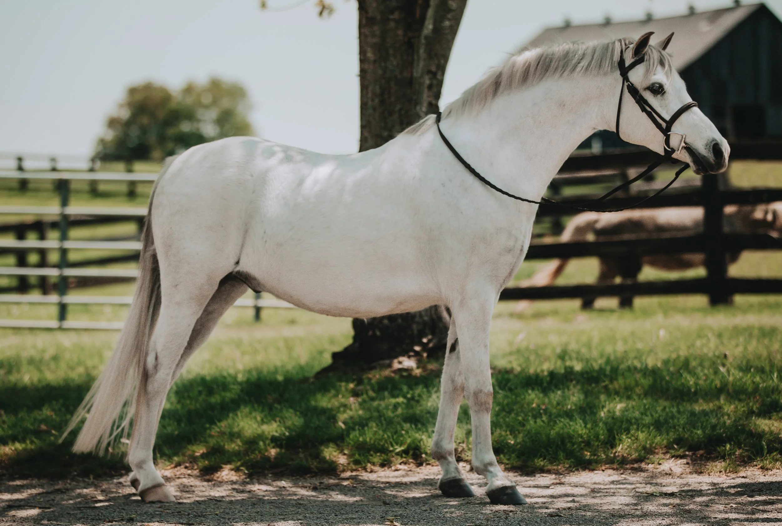 A white horse with a black bridle standing on grass near a tree with a blurred background of a fenced pasture and a barn.
