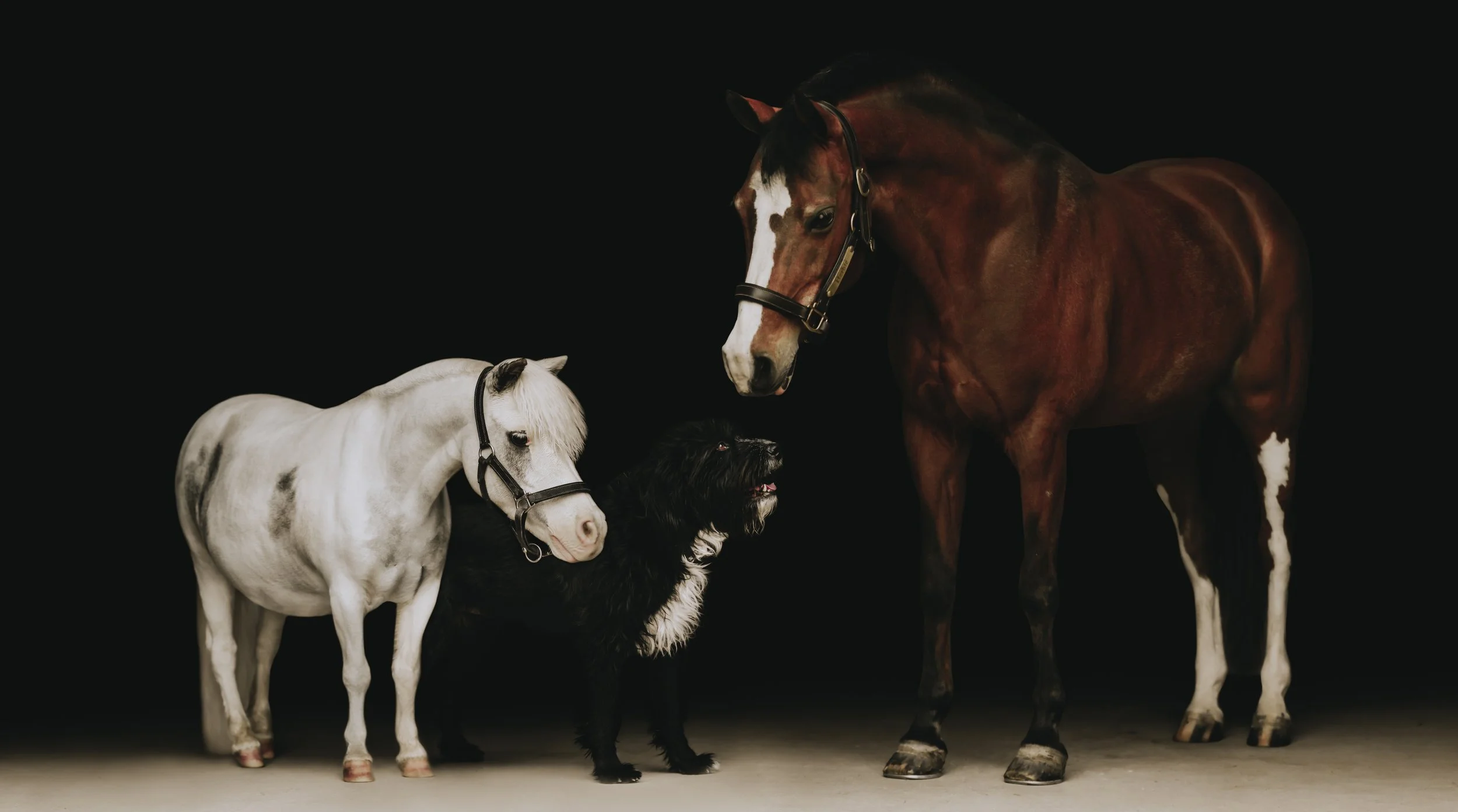 Three animals - a white miniature horse, bay pony and a small black dog - standing together against a black background.