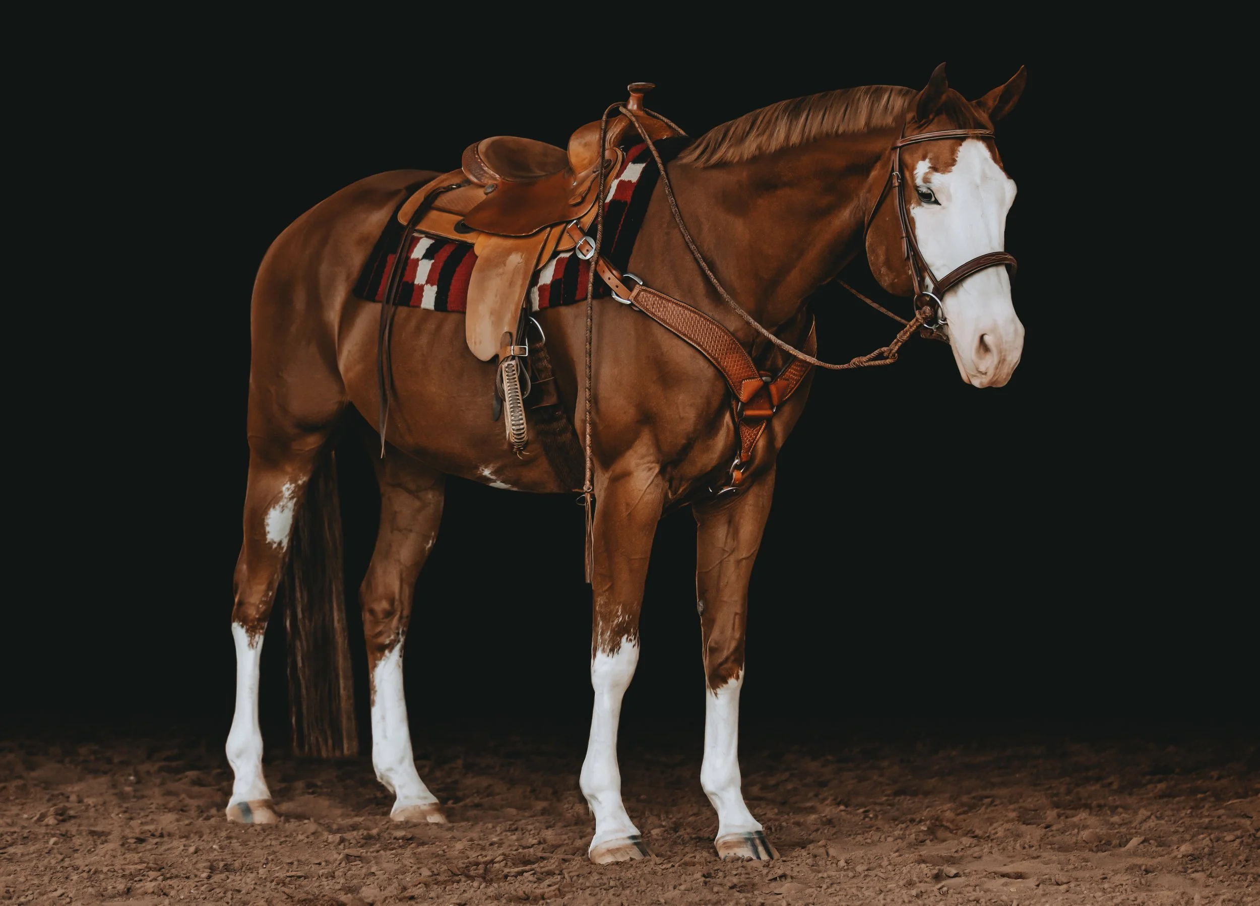 A chestnut and white horse with a saddle and reins standing on dirt ground against a black background