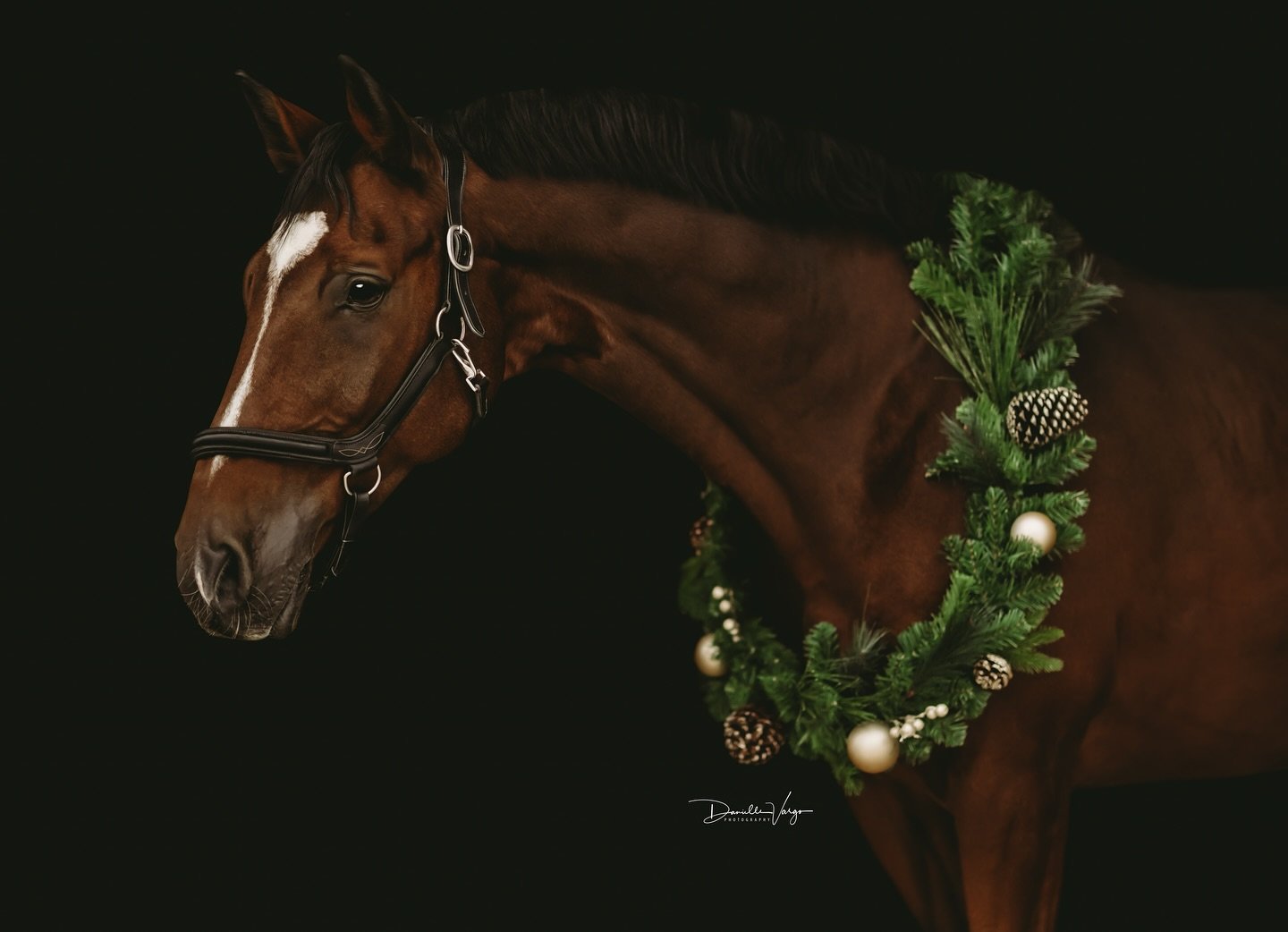 I&rsquo;m now offering Fall or Holiday wreath Black Background sessions! This session can be booked until December 18th in Colorado 🎄

To book a session - fill out my contact form or email me! 

Info@daniellevargophotography.com
daniellevargophotogr