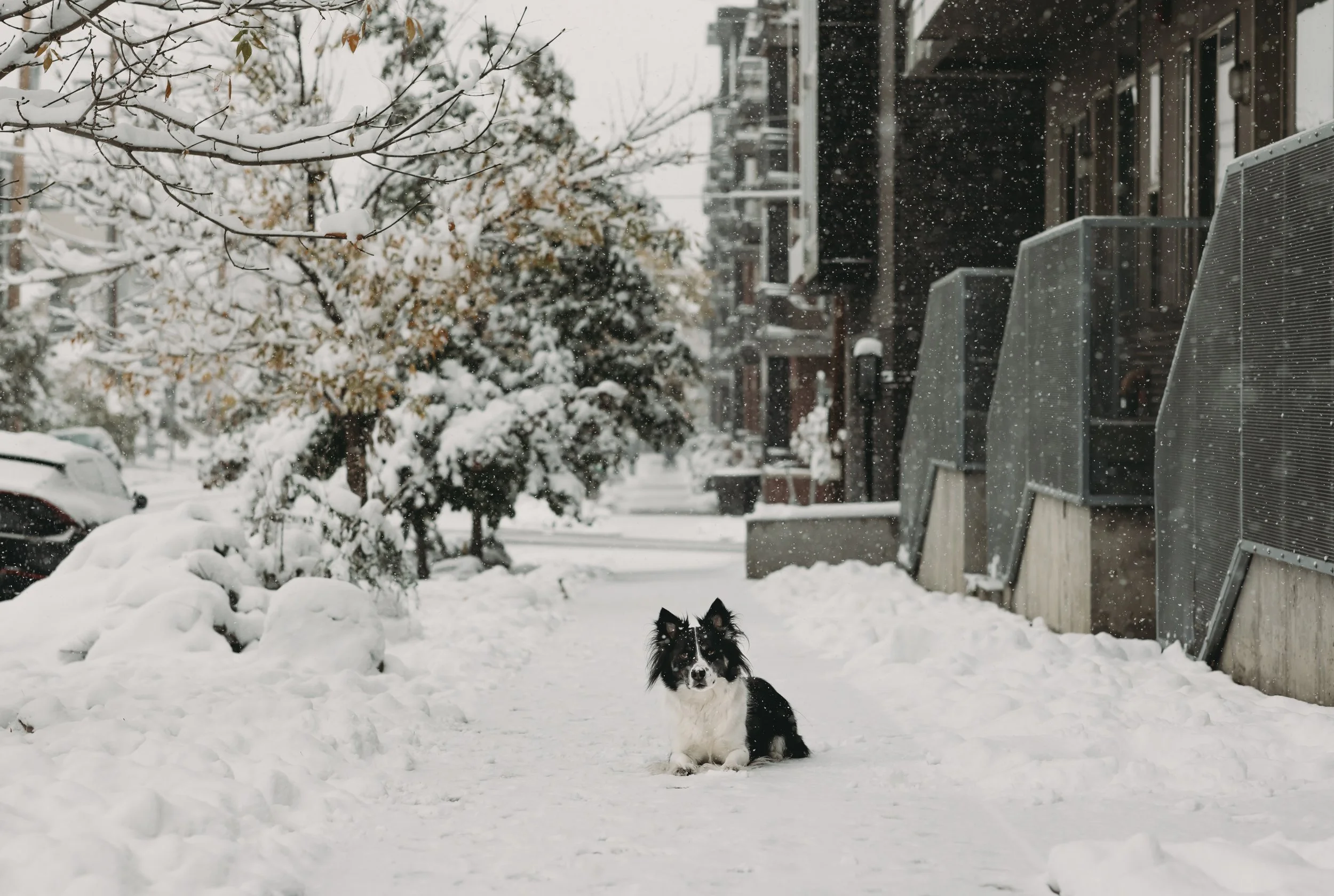 A snowy backyard scene with a black and white dog sitting on the snow-covered ground. There are snow-covered trees, parked cars, apartment buildings, and around the yard. Several outdoor storage units or panels are visible on the right side of the im