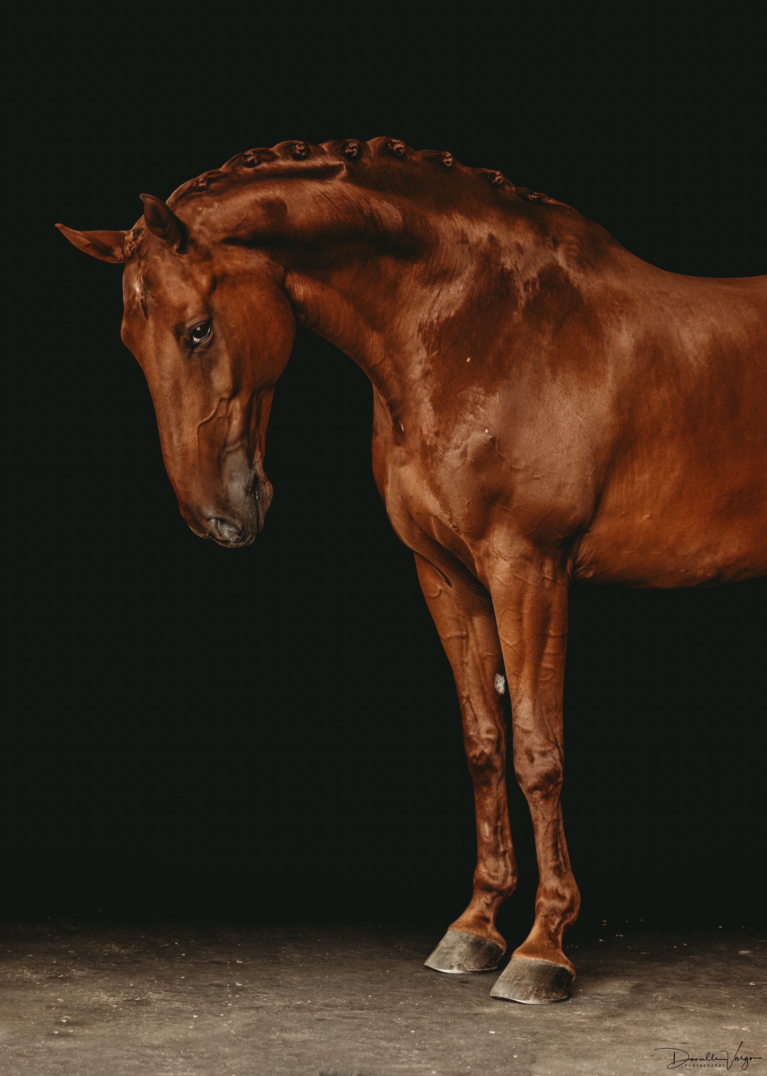 Equine Black Background Portrait Chestnut Warmblood