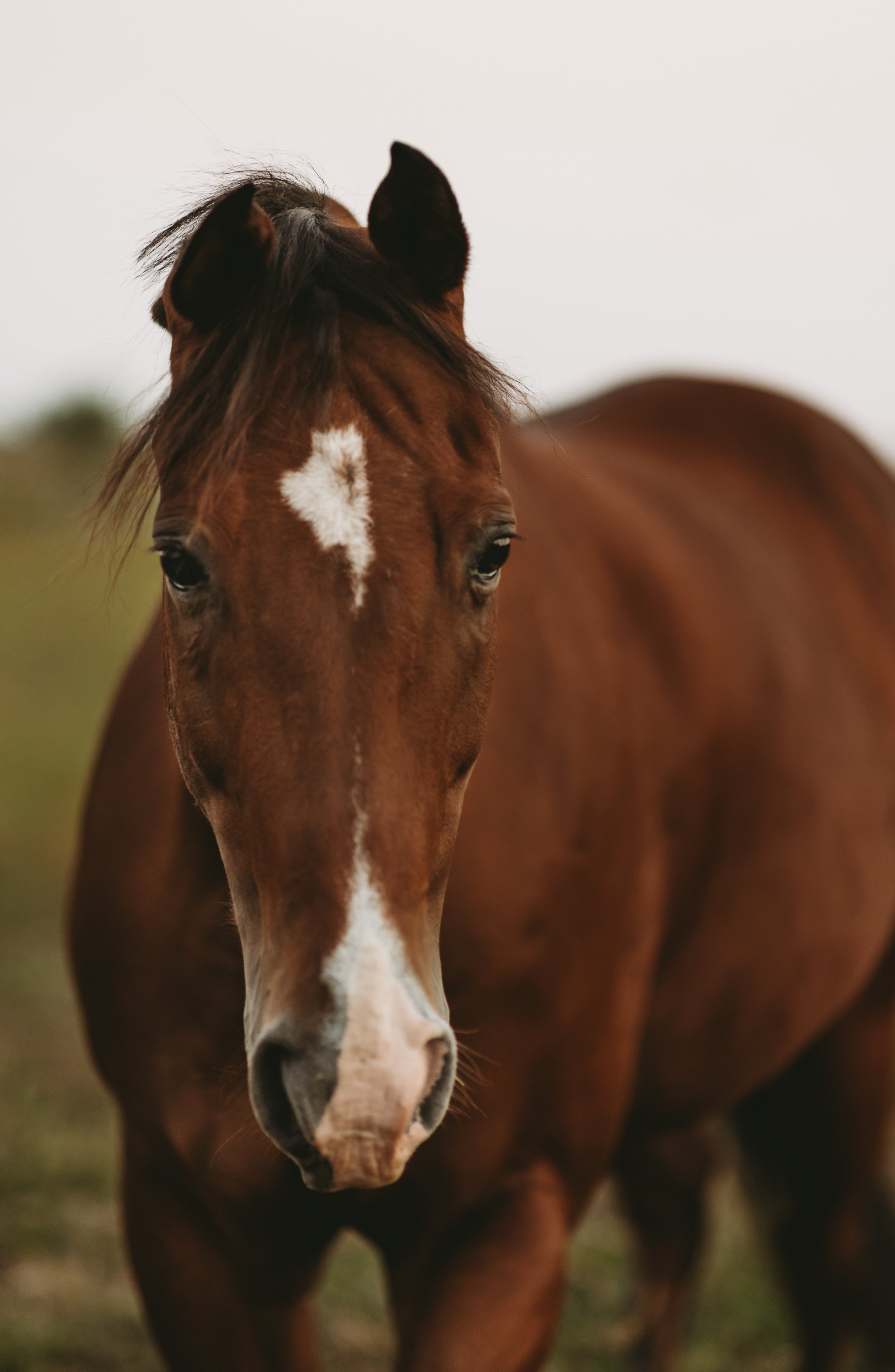 Close-up of a bay horse with a white star-shaped marking on its forehead, standing outdoors with a blurred green background.