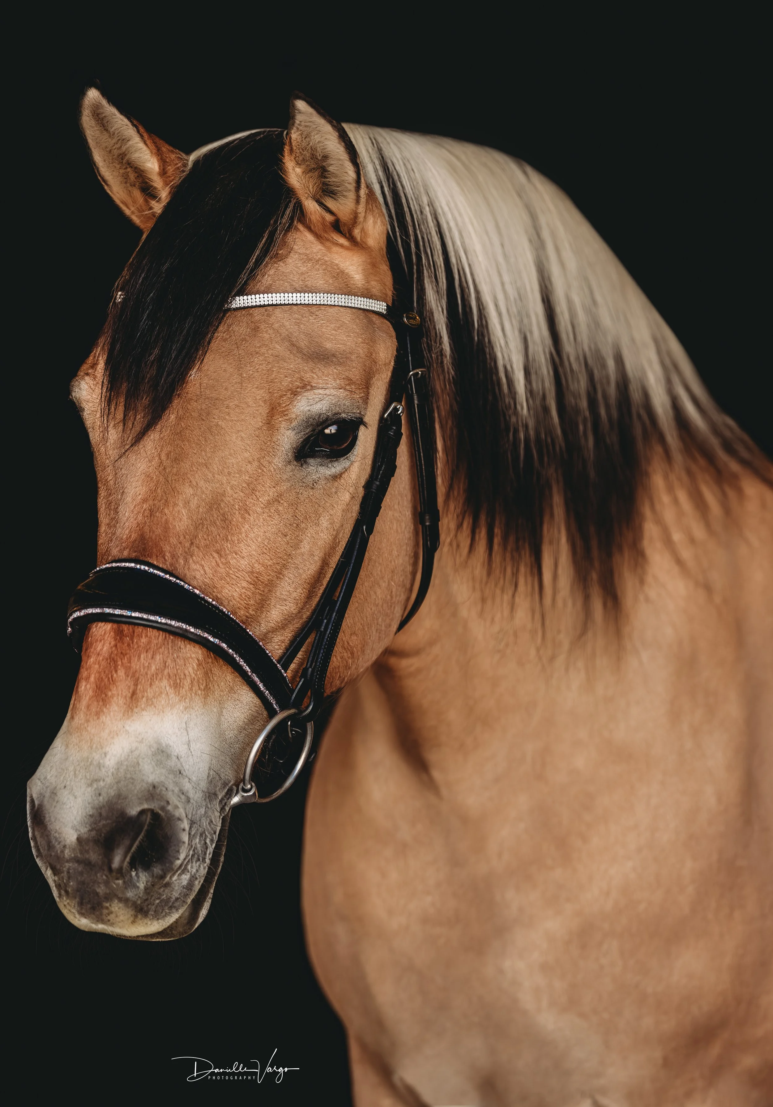 Equine Black Background Fjord Mare