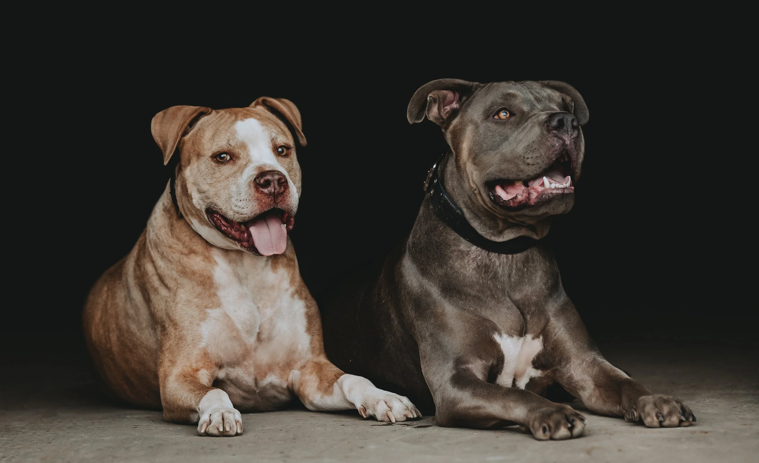 Canine Black Background Portrait Two Pitbulls