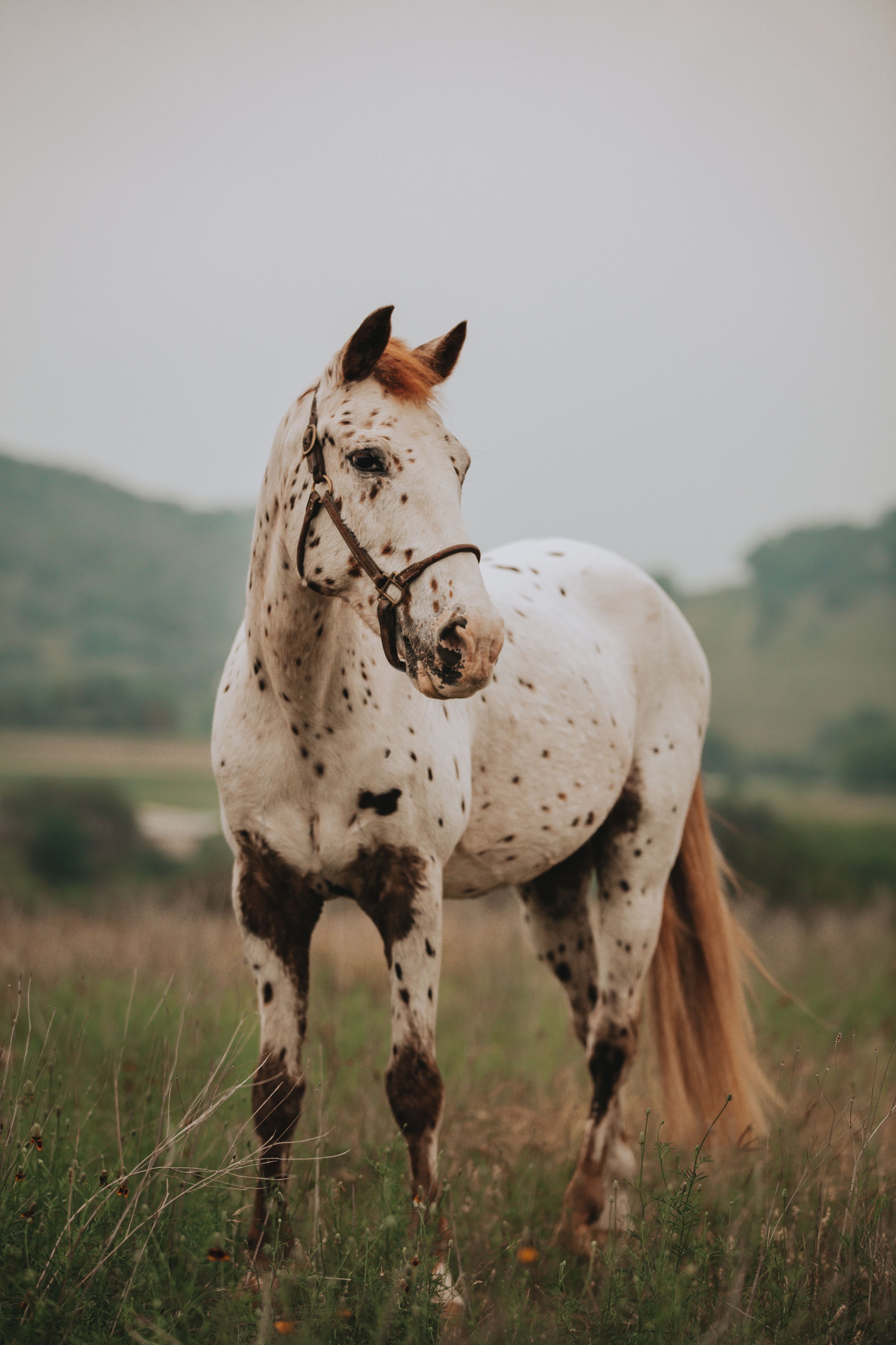 Equine Portrait Appy Texas
