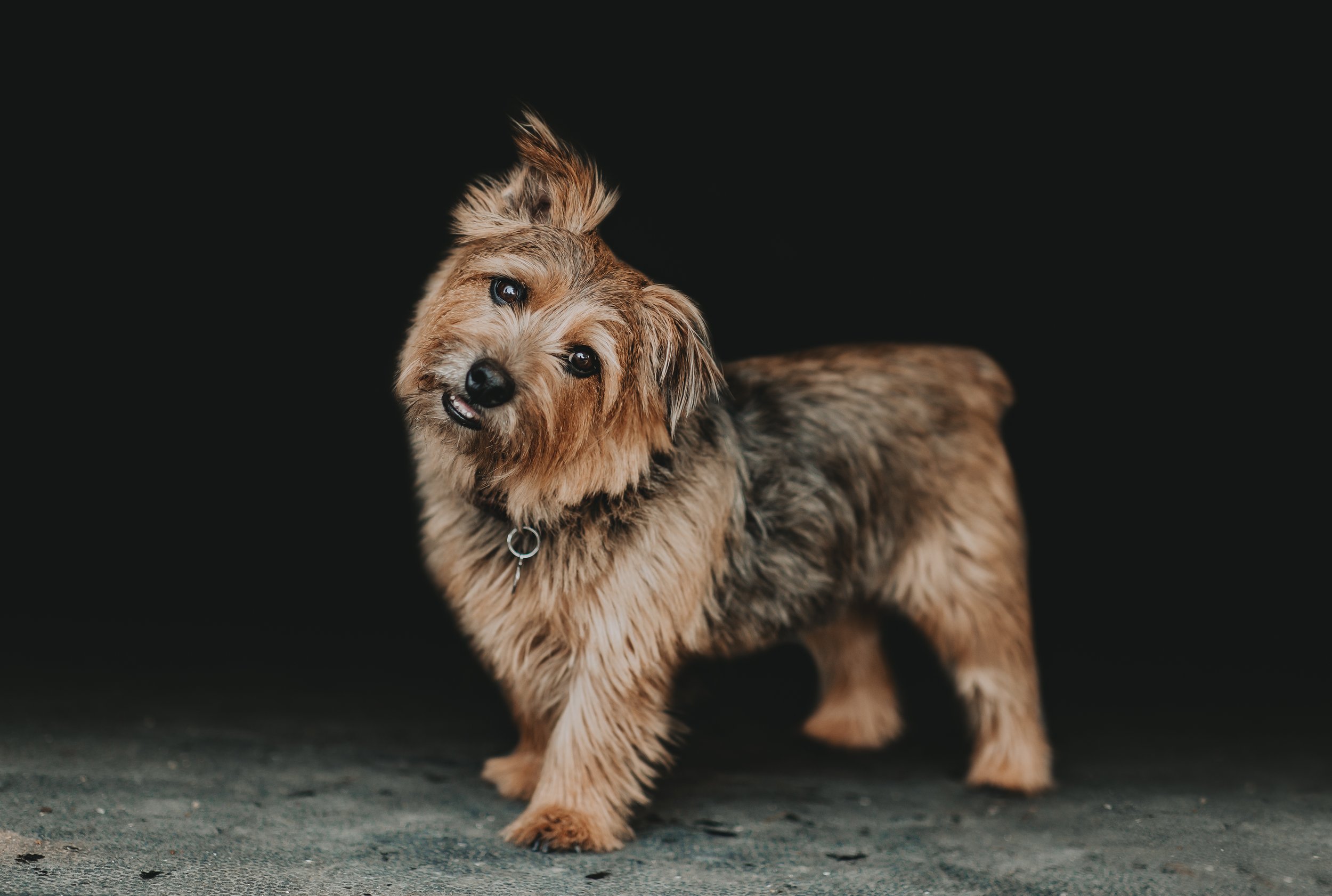 A small dog with a fluffy, light brown and gray coat, standing on a wet surface against a black background, looking at the camera with a tilted head.
