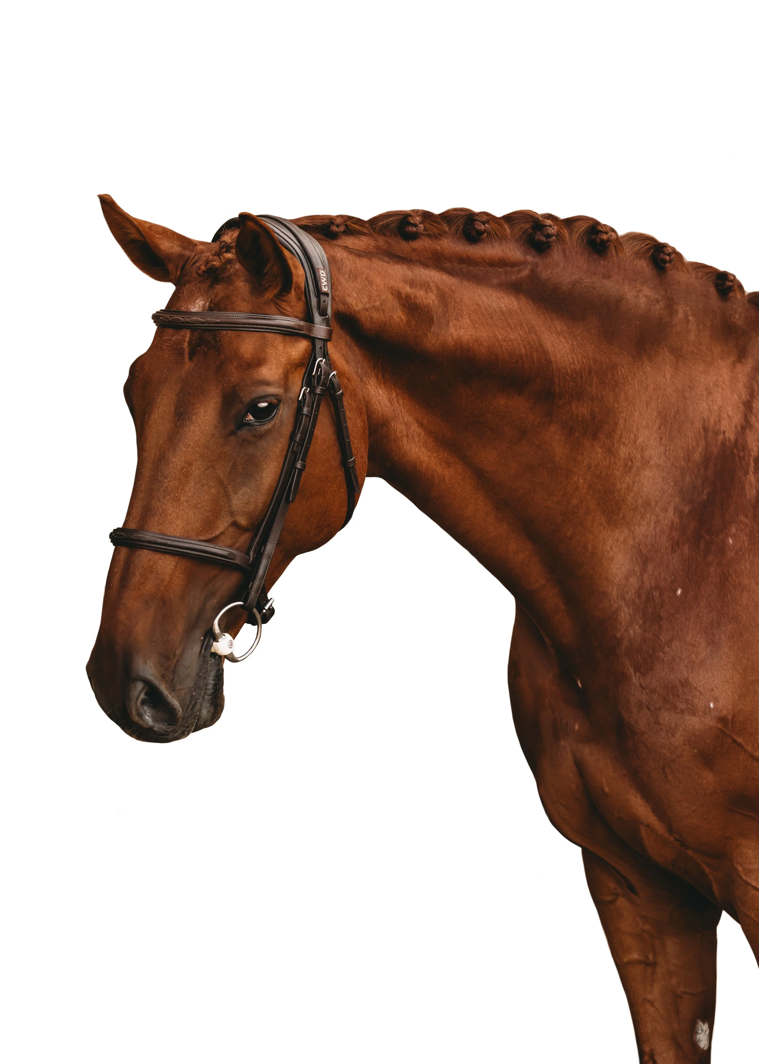 Equine White Background Portrait Chestnut
