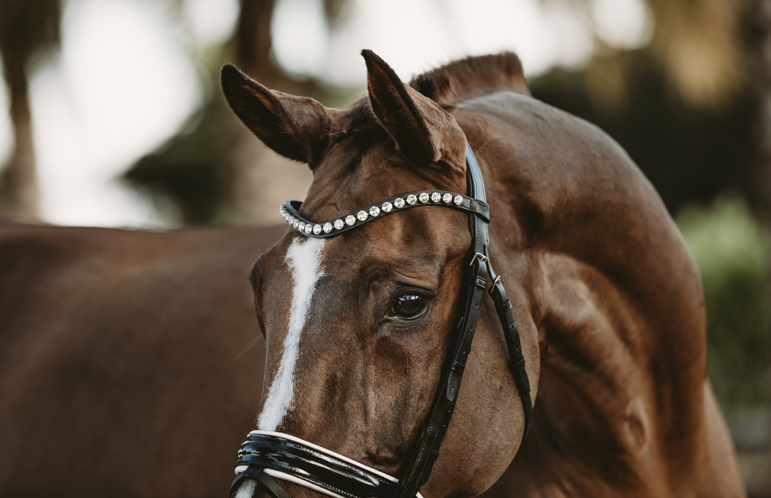 Close-up of a brown horse with a diamond-studded bridle, standing outdoors with blurred trees in the background.