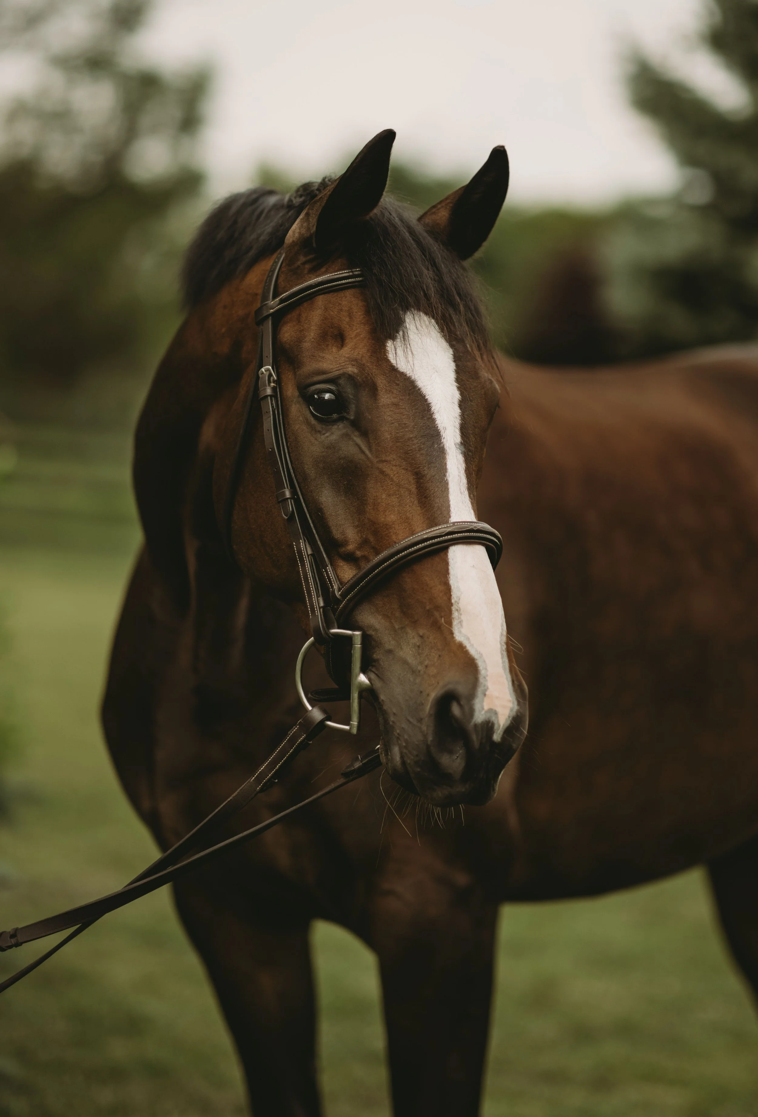 A brown horse with a white blaze on its face, wearing a bridle, standing outdoors with blurred trees in the background.
