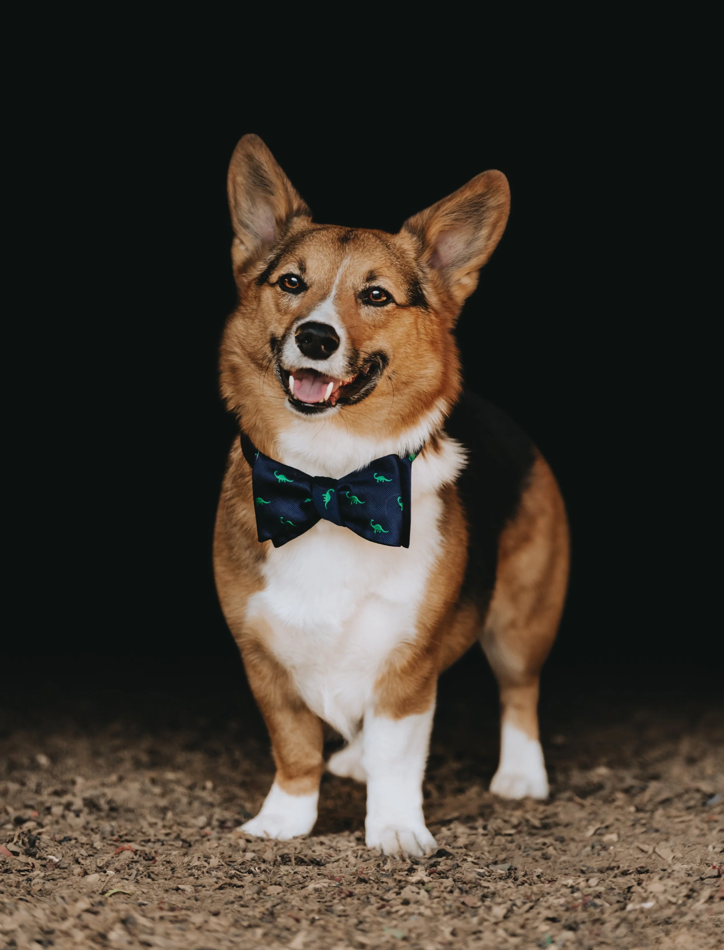 A happy brown and white dog, possibly a corgi, wearing a blue bow tie with green dinosaur patterns, standing on gravel against a black background.