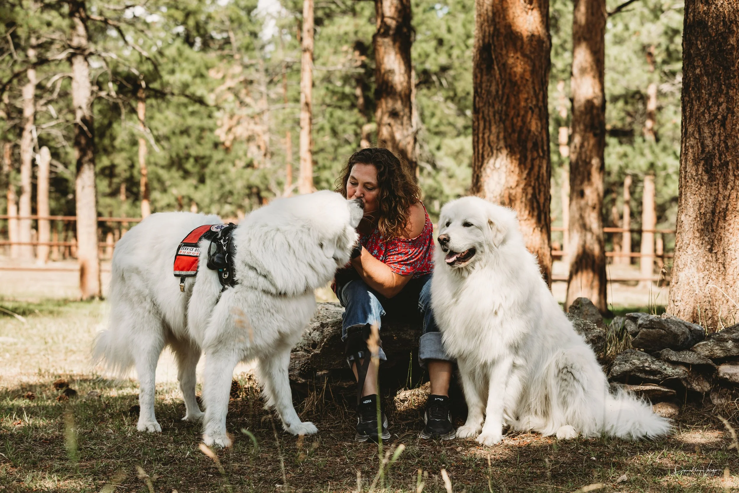 A woman sitting on a log in a forest, kissing a large white Great Pyrenees dog, with another similar dog sitting nearby.