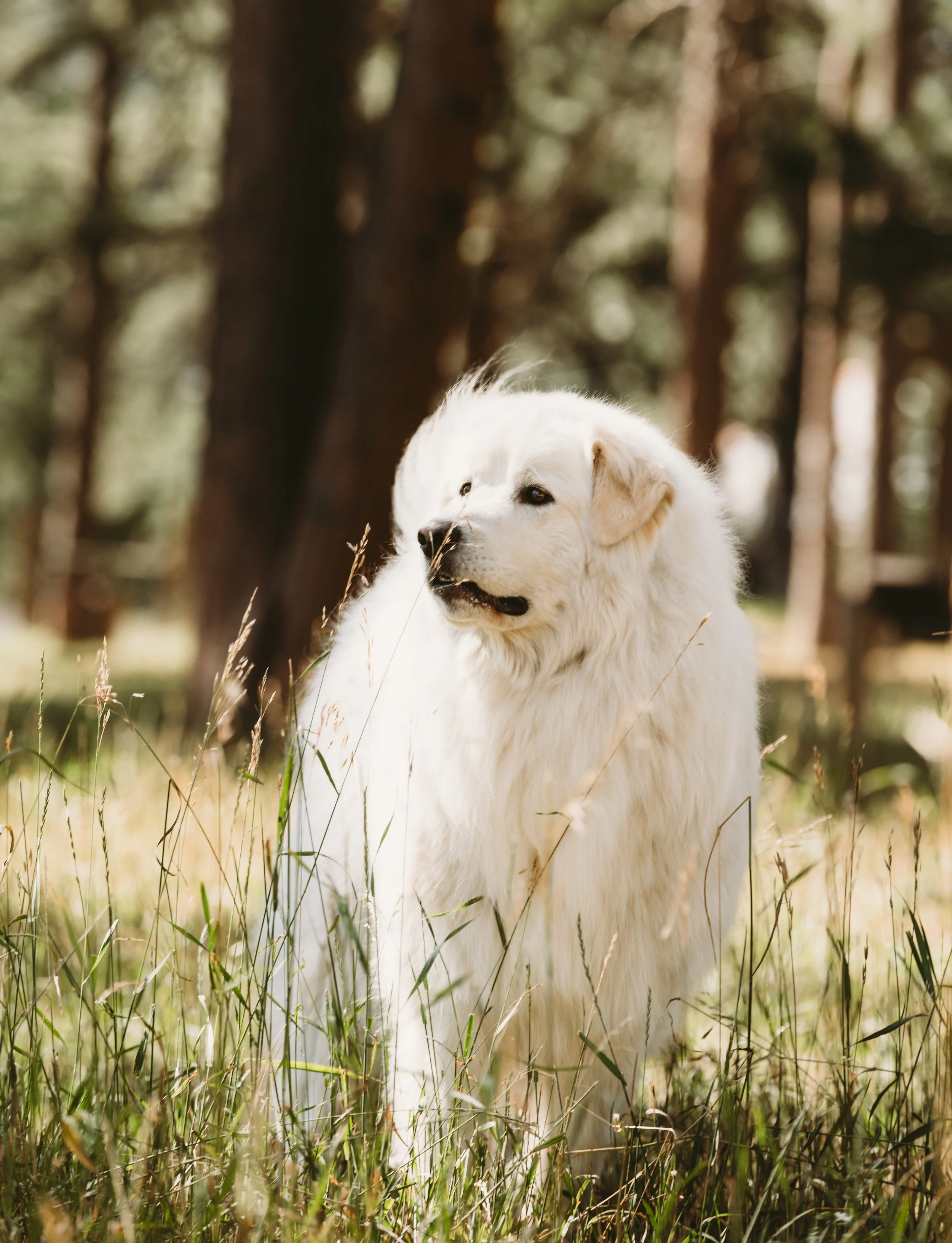 A white retriever puppy standing in a grassy field with trees in the background.