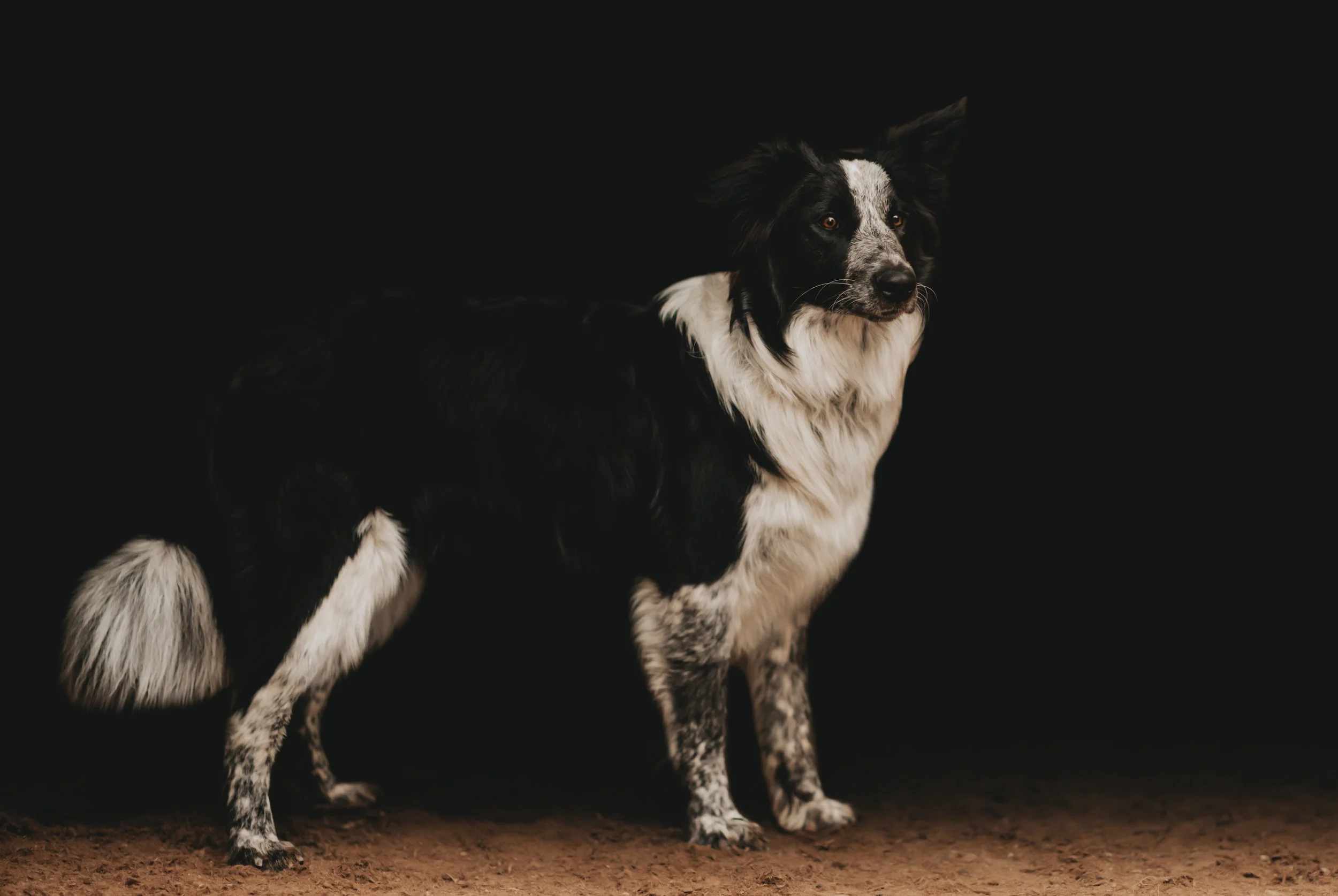 A black and white border collie dog standing on a dirt surface against a dark background.