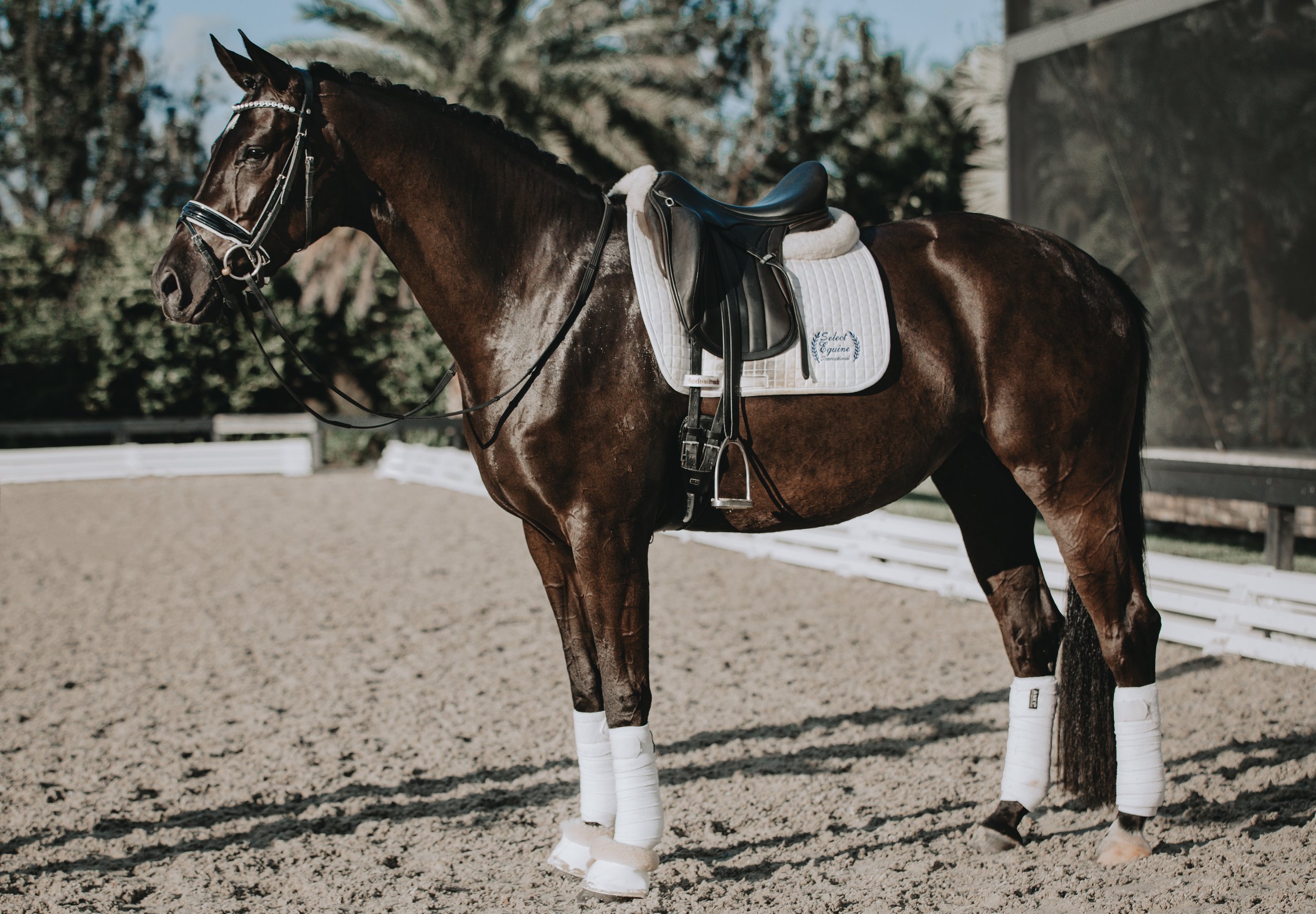 A brown horse standing in a fenced outdoor arena, equipped with a saddle, bridle, and white protective leg wraps, with a background of trees and a building.