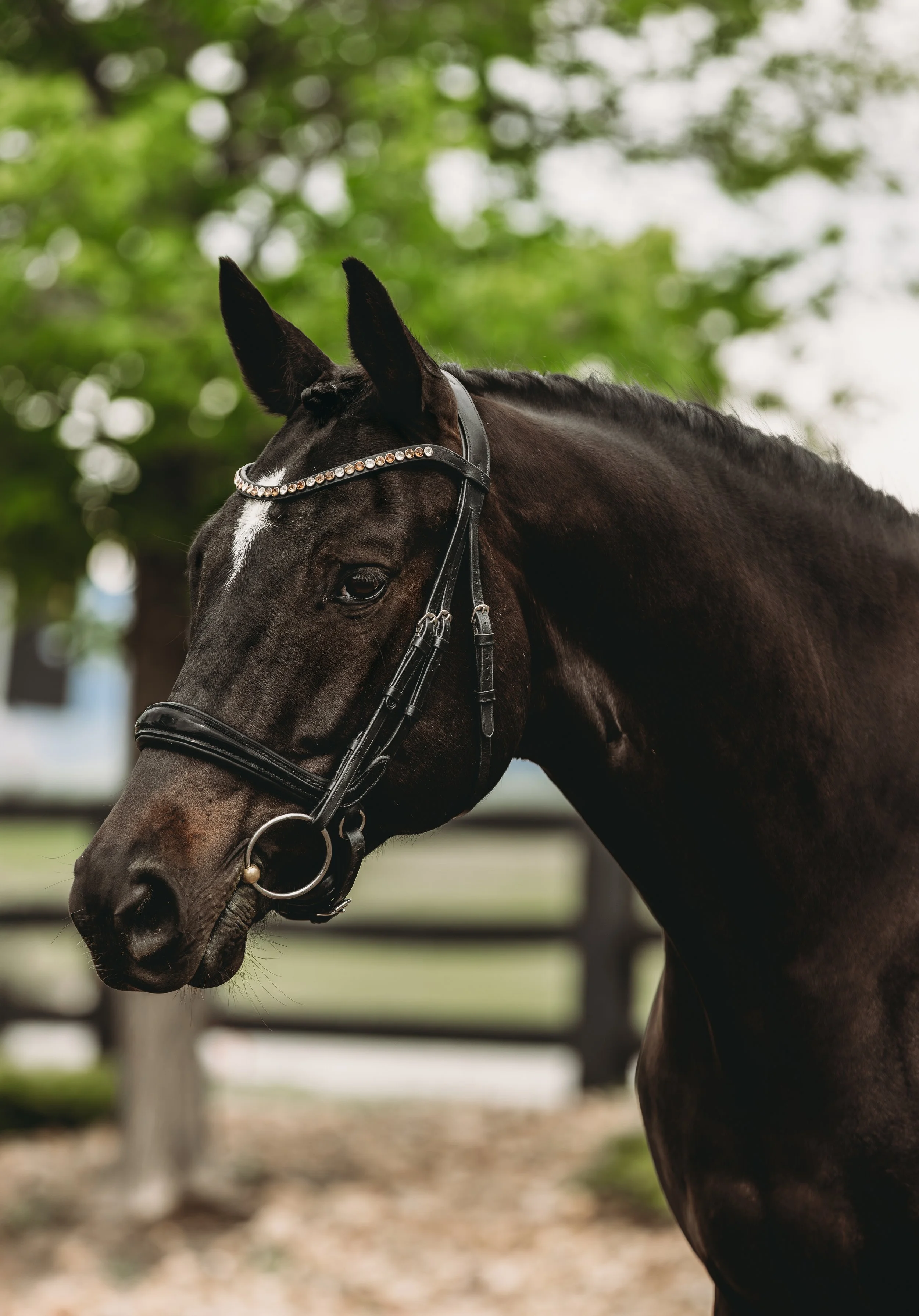 Equine Portrait Dressage