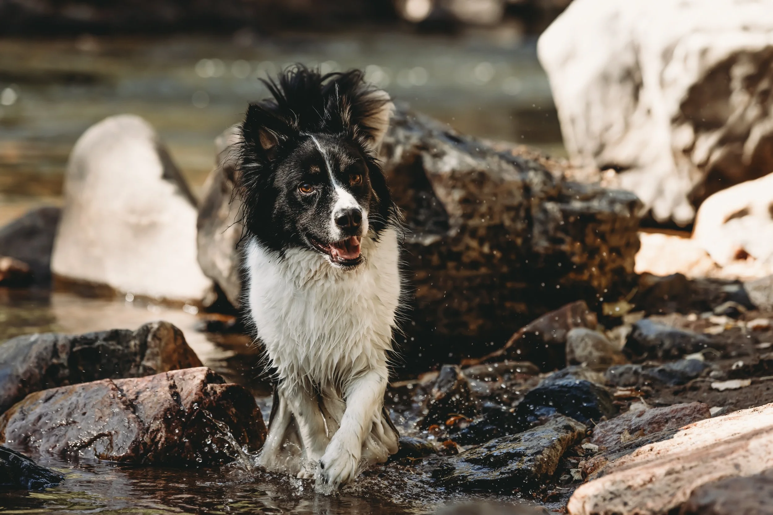 A black and white dog, possibly a Border Collie, wading through a rocky shallow river, with water splashing around its legs and rocks in the background.