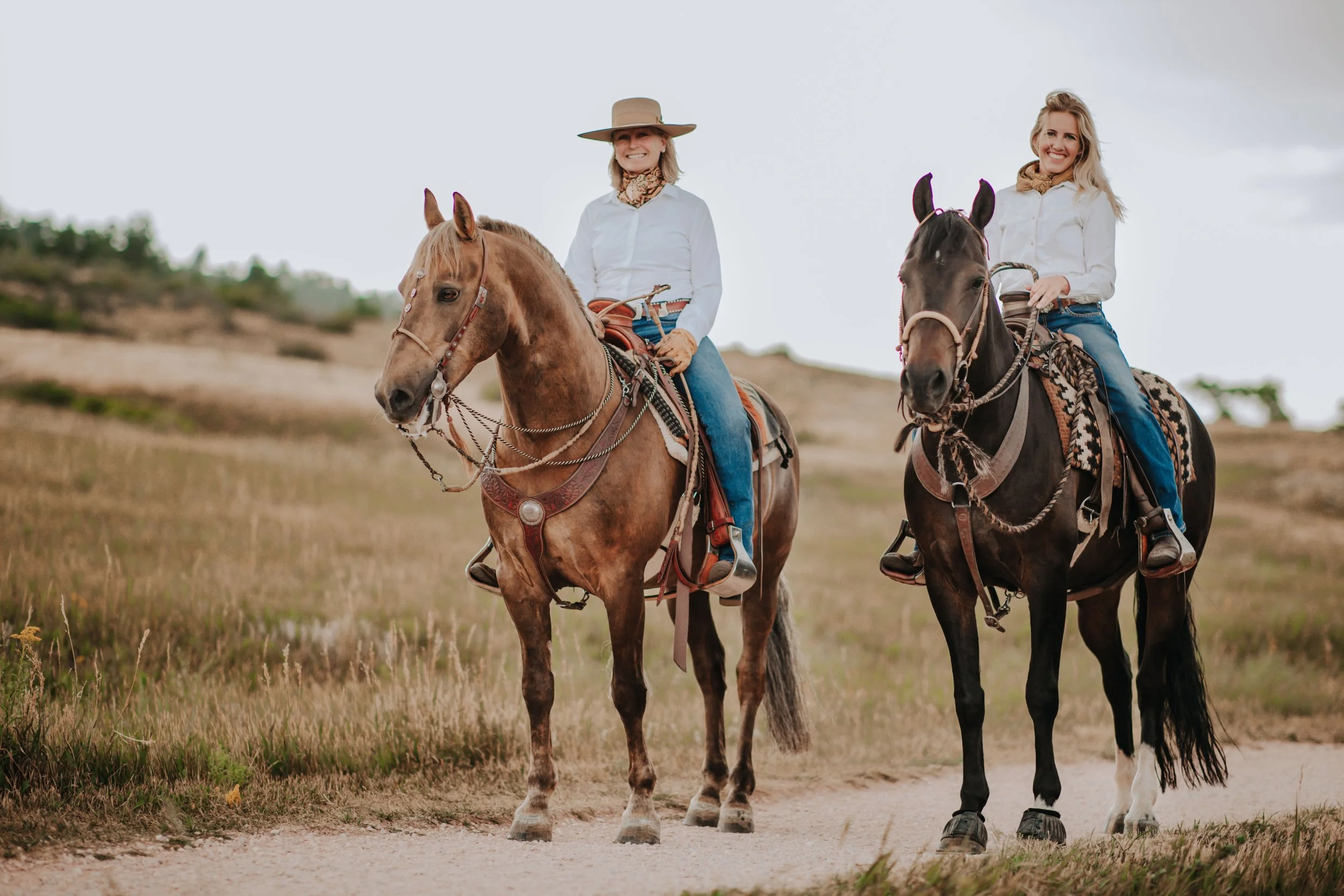 Under Saddle Portraits Morgan Horses