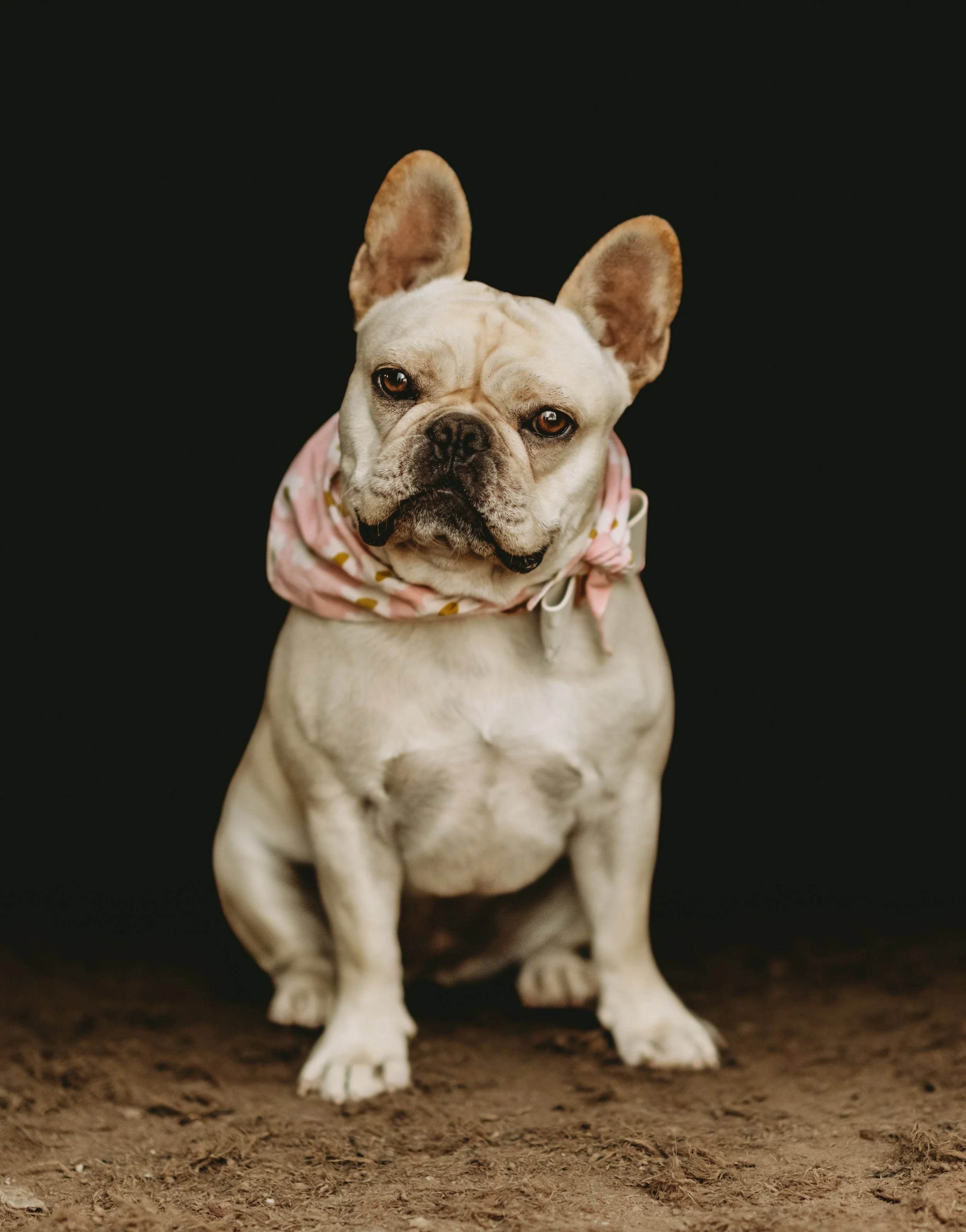 A French Bulldog sitting on a dirt surface against a dark background, wearing a pink and yellow scarf.