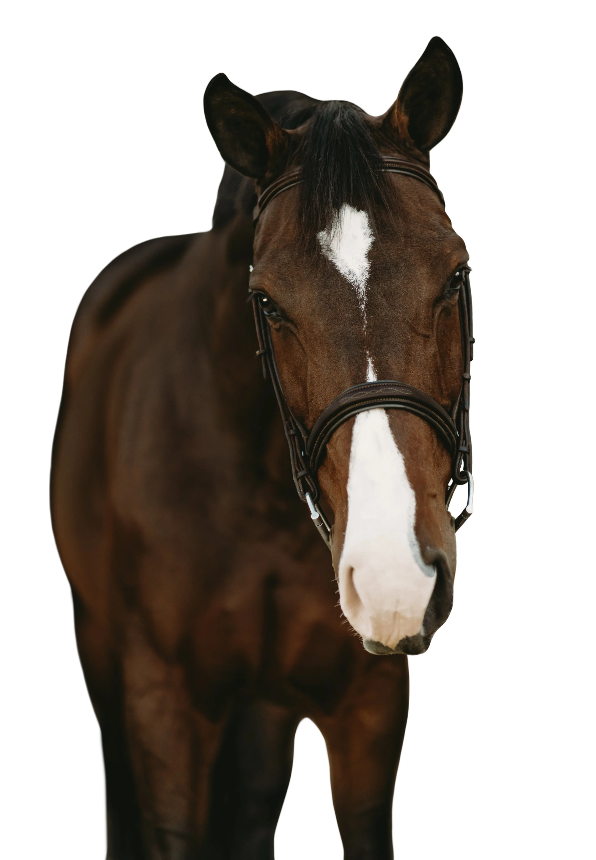 Equine White Background Portrait Headshot