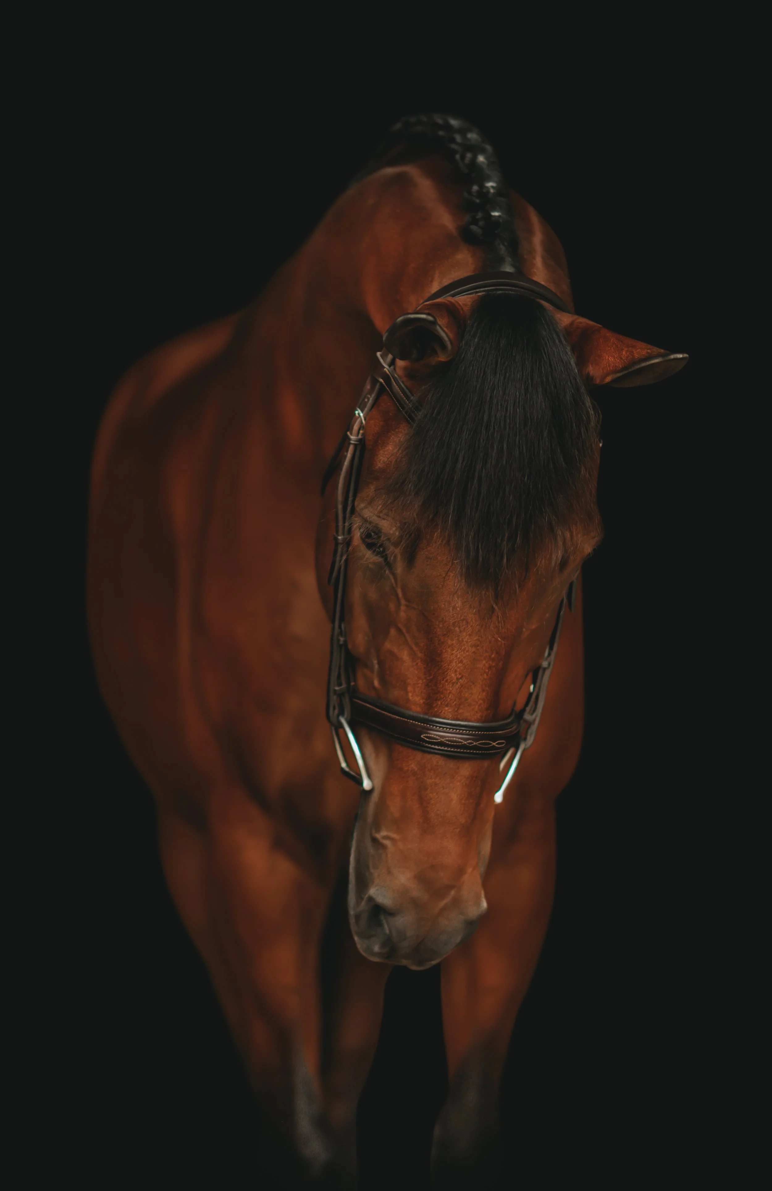 Equine Black Background Portrait Bay Warmblood