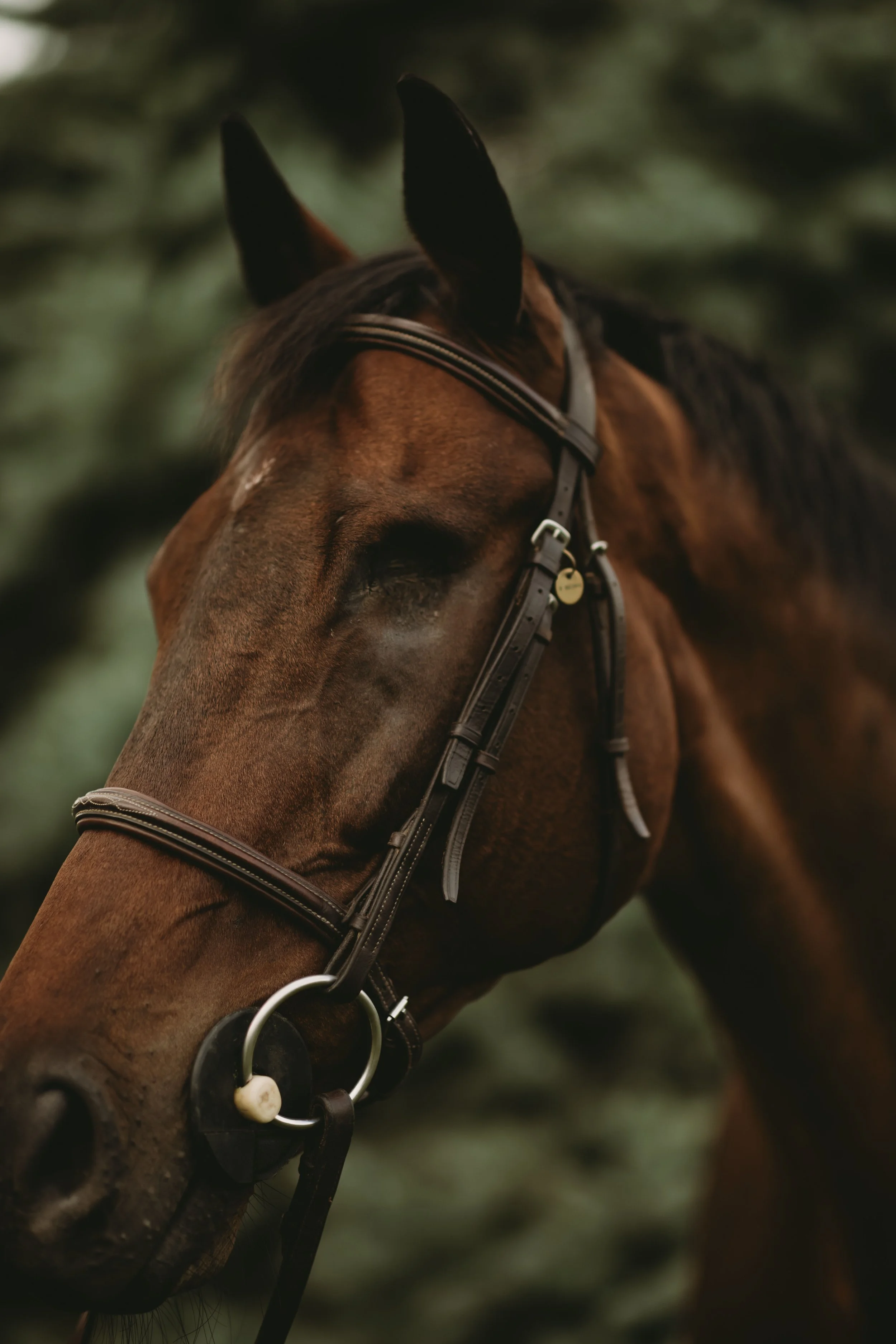 Close-up of a brown horse's head, with ears forward, wearing a bridle and protective eye shield, against a blurred green background.