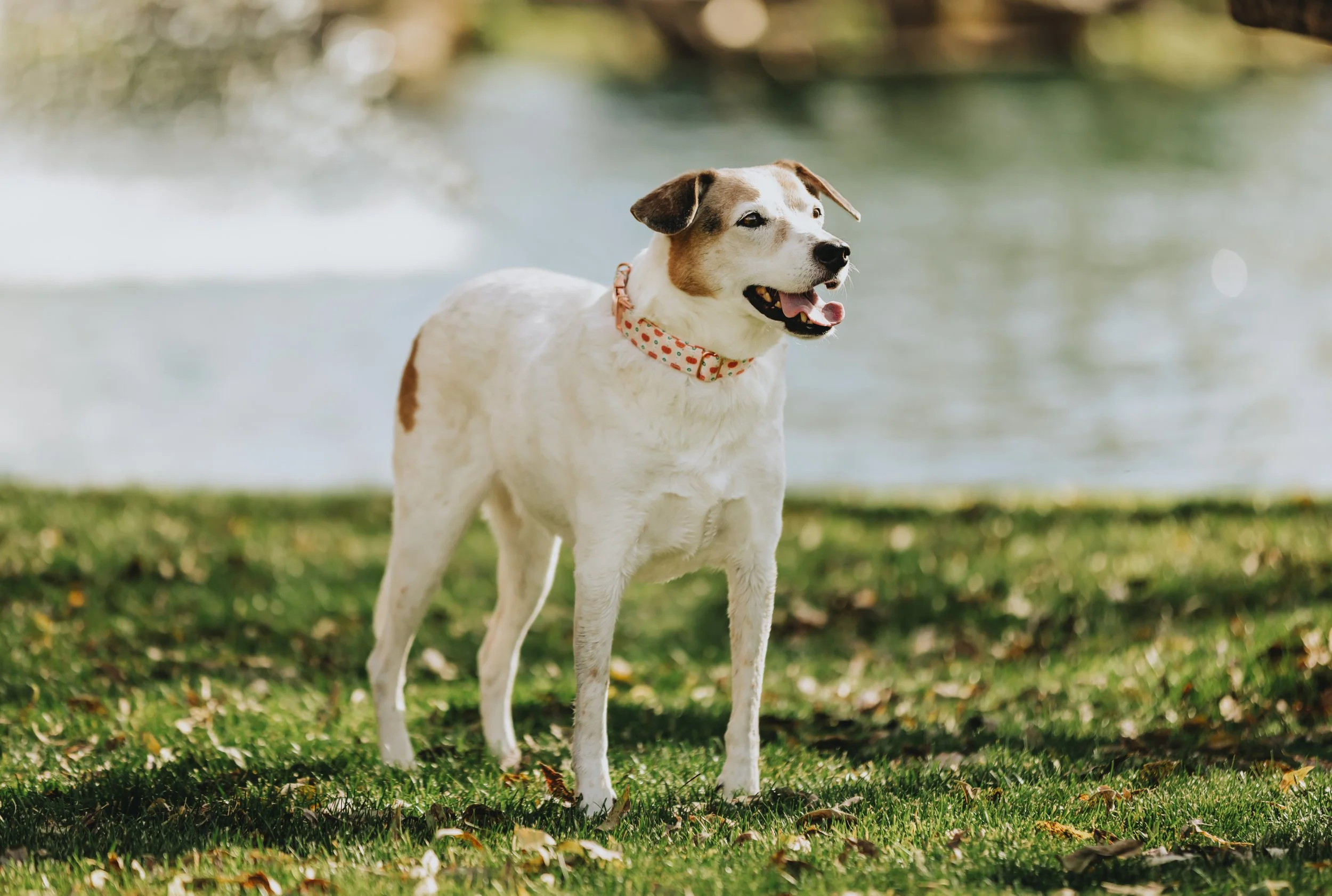 A dog with white and brown fur, wearing a pink polka-dot collar, standing outdoors on grass near a body of water.