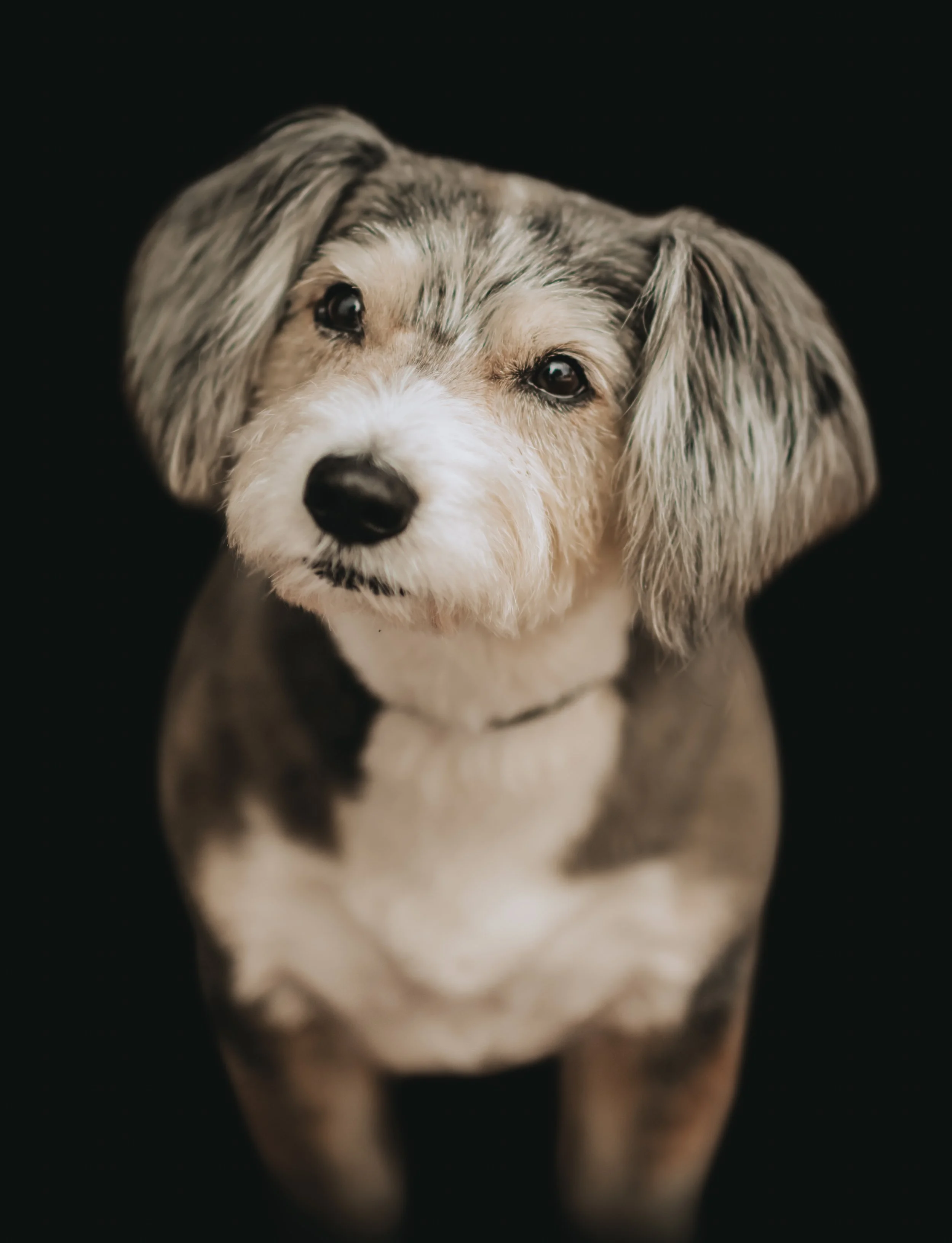 Close-up photo of a dog with a gentle expression, floppy ears, and a scruffy coat, set against a black background.