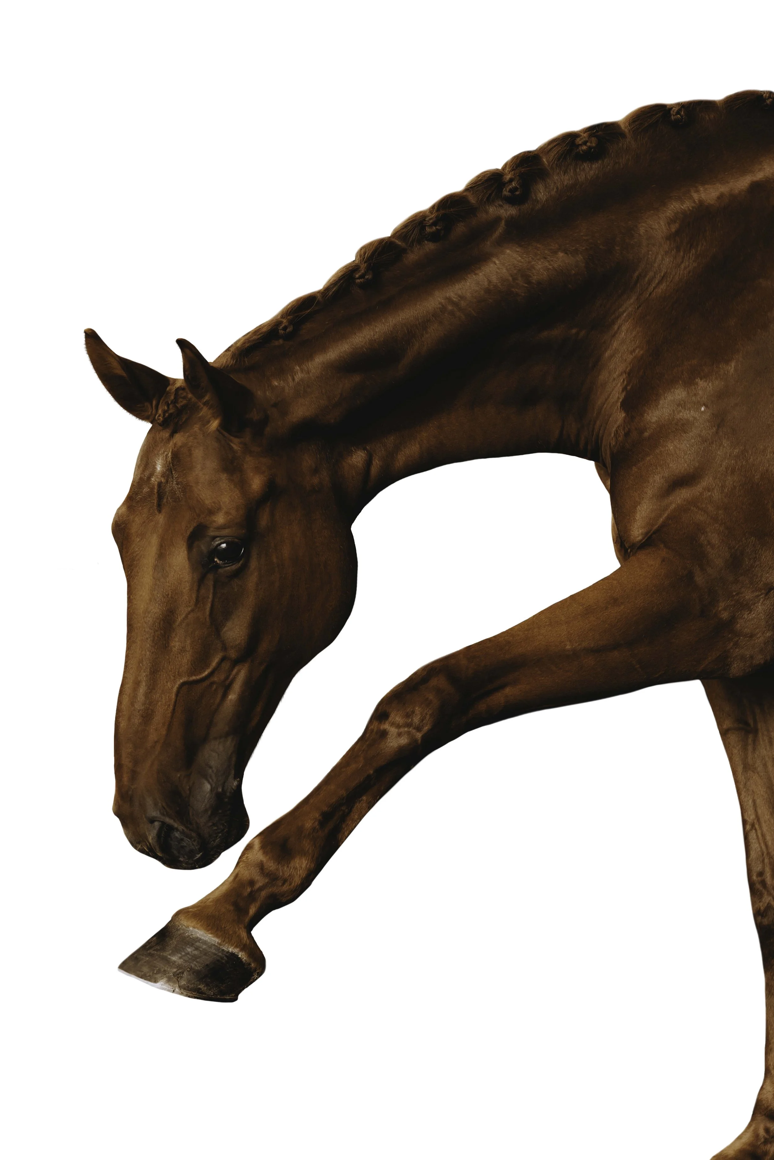 Equine White Background Portrait Chestnut Warmblood