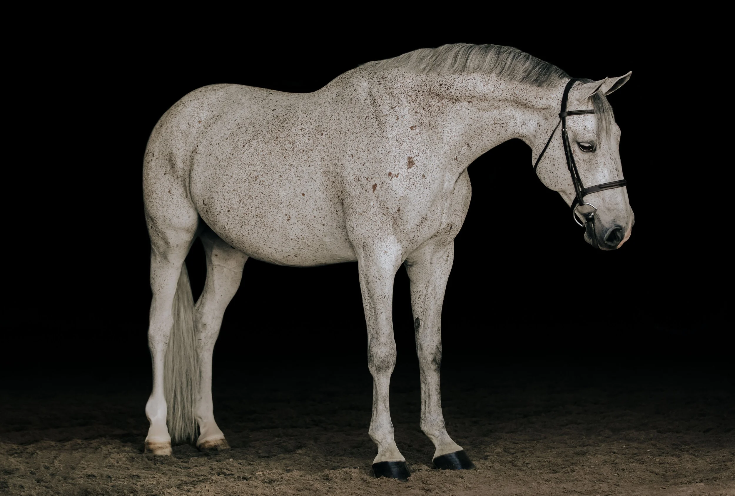 A white horse with speckled gray markings standing on a dirt ground against a black background.