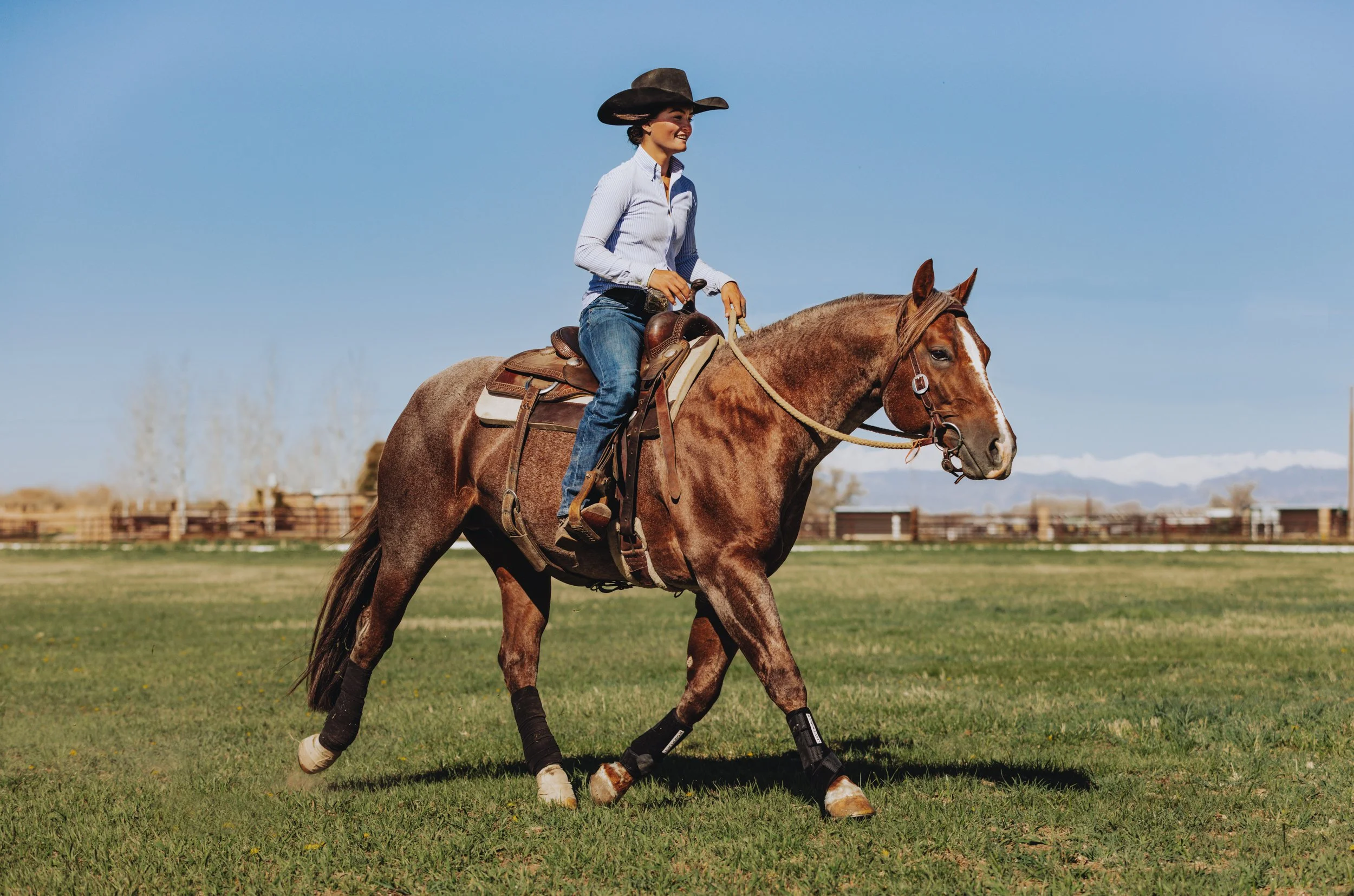 Under Saddle Portraits Western Roan