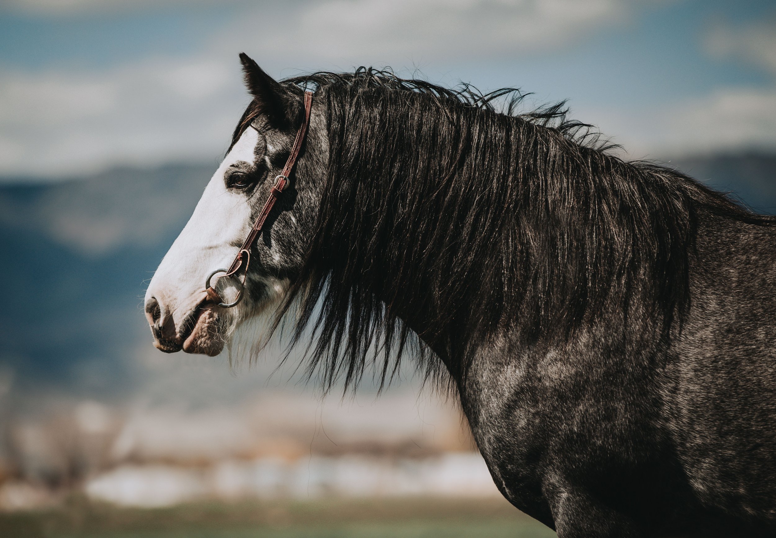 Close-up of a black and white horse with a flowing mane, outdoors on a cloudy day.