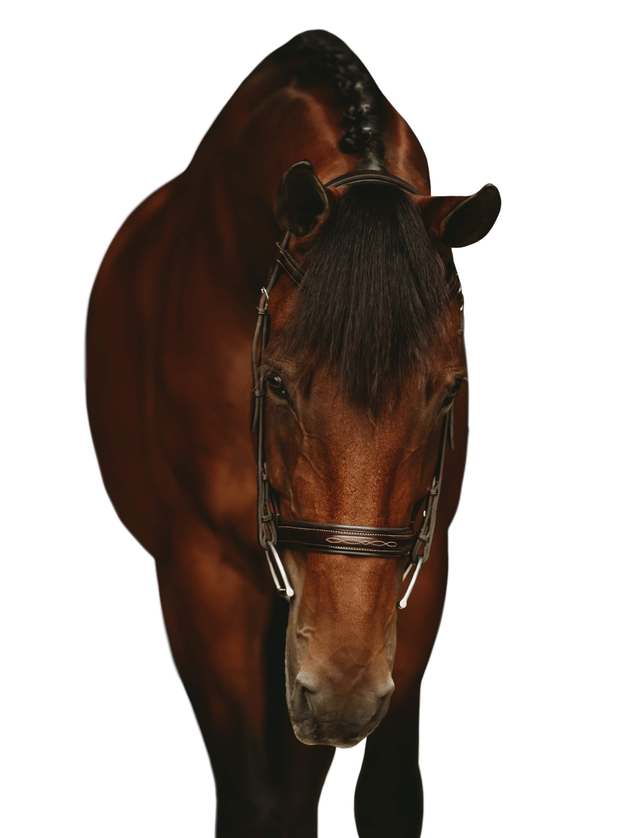 Equine White Background Portrait