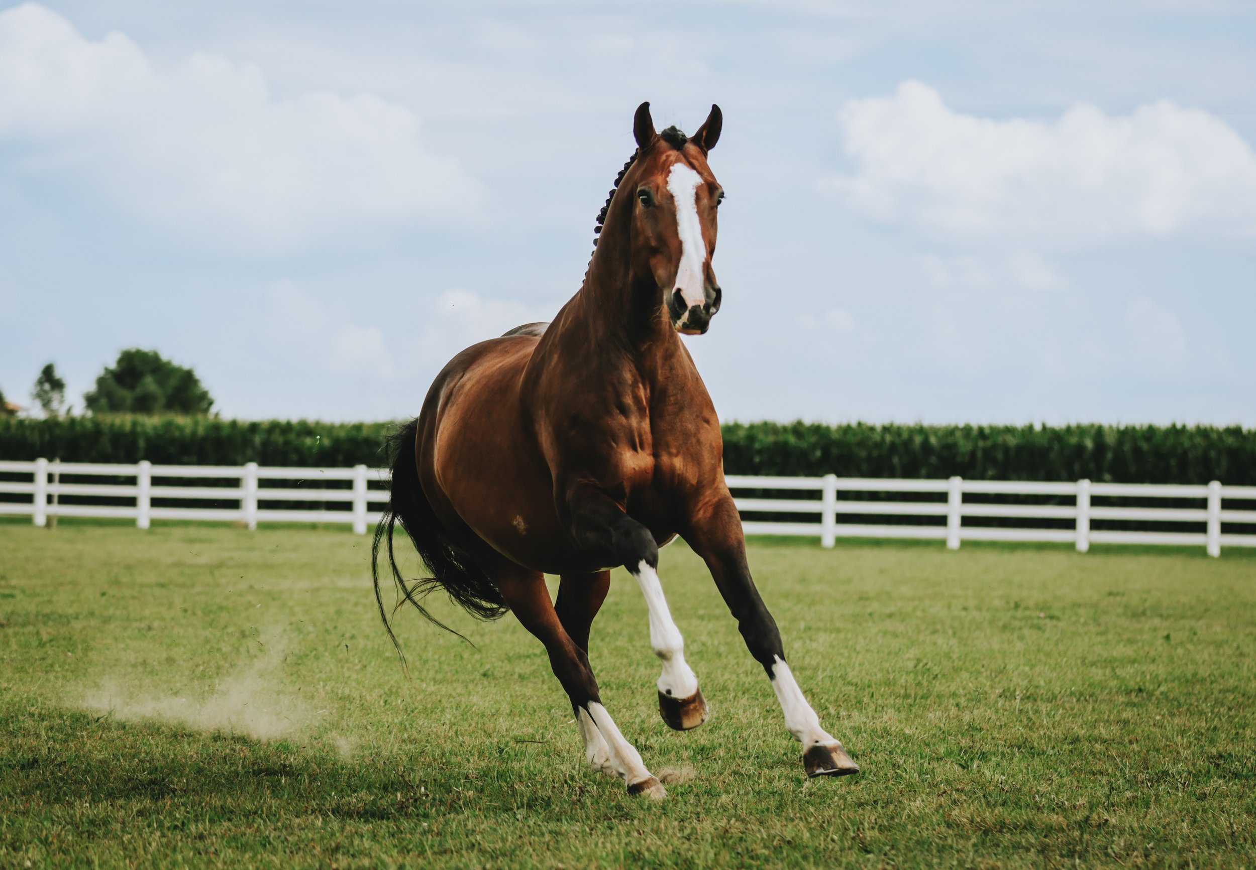 A brown horse with a white blaze on its face galloping in a grassy field with a white fence and green trees in the background.