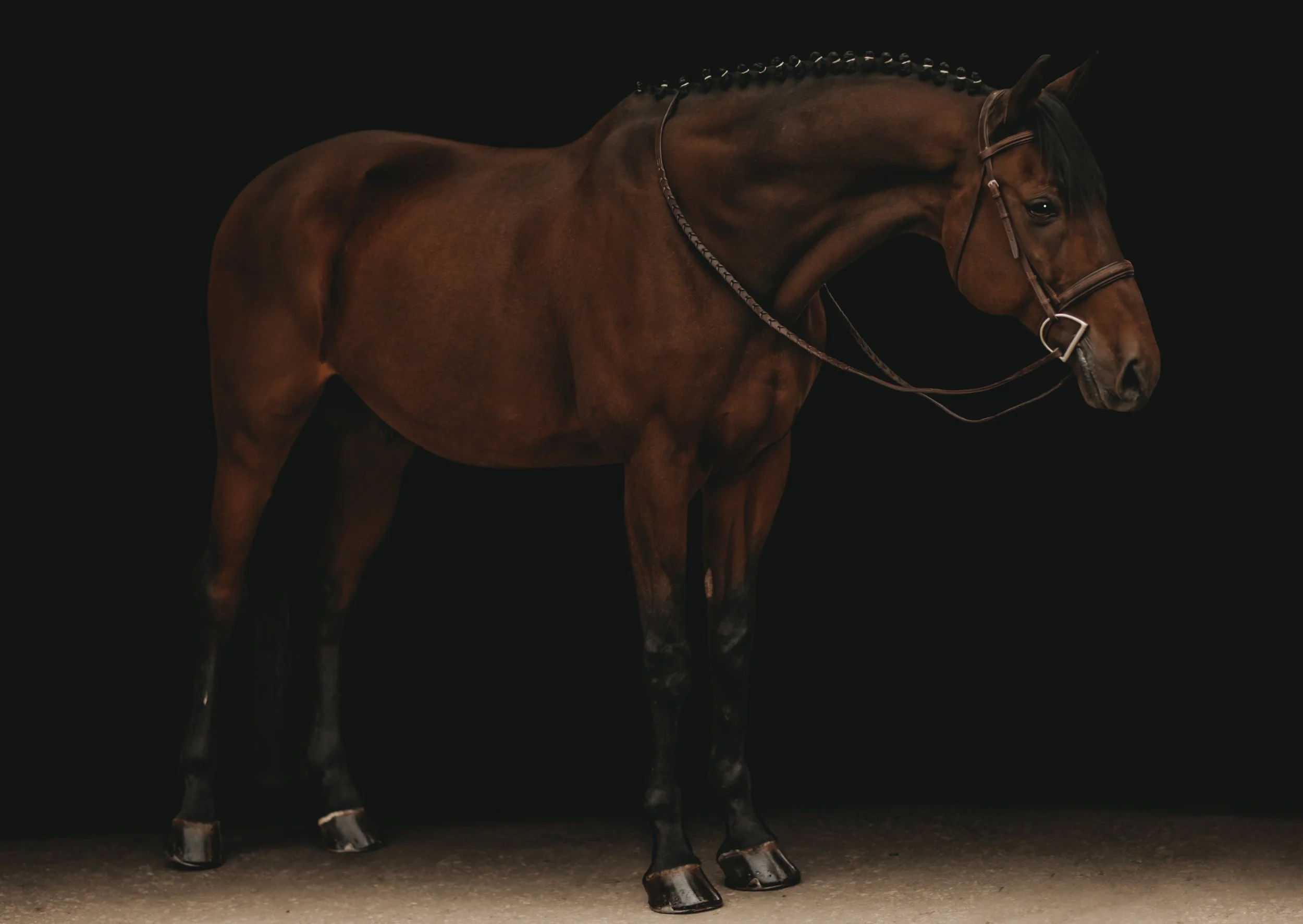 A brown horse with a braided mane standing against a black background.