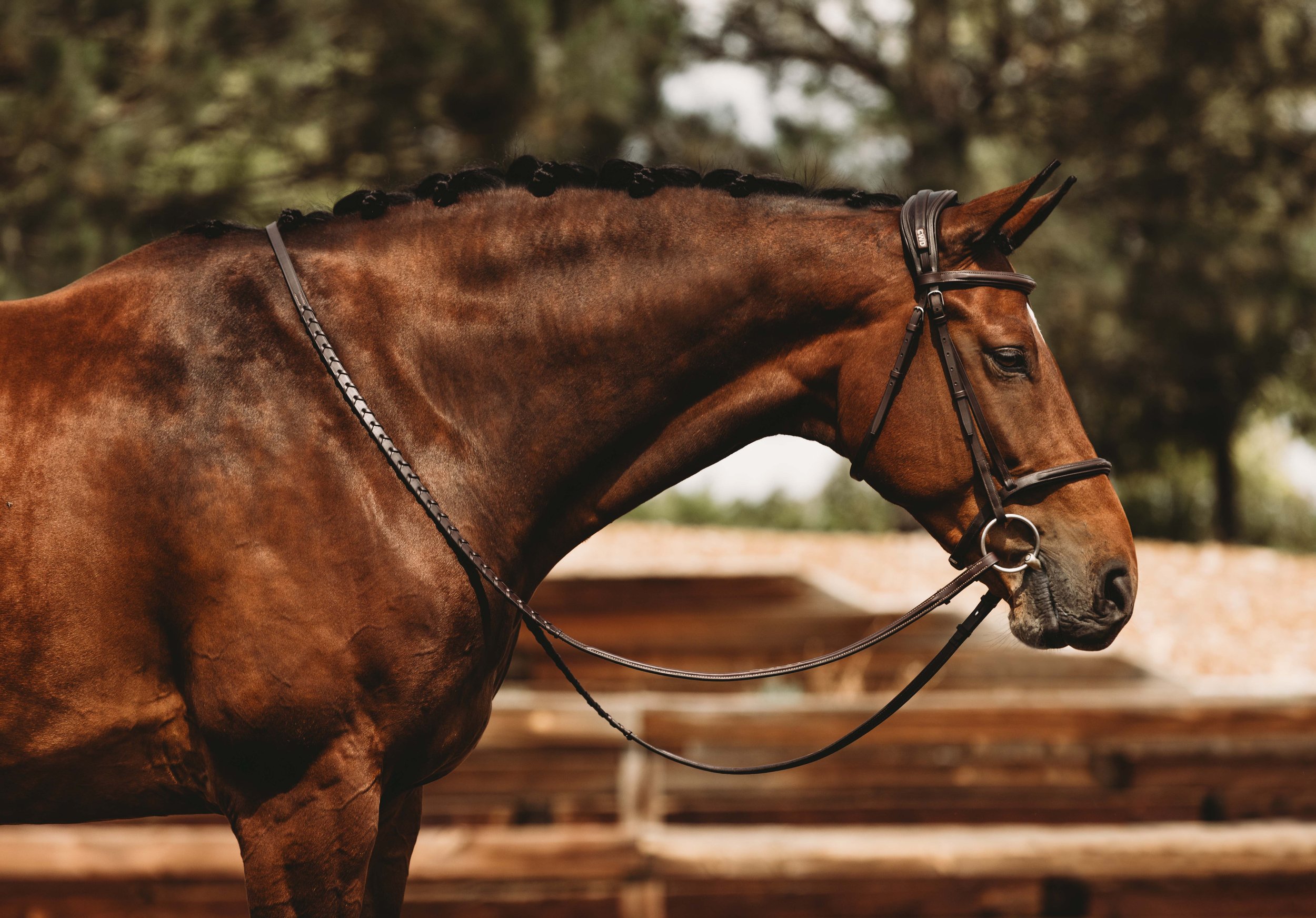 A close-up of a brown horse's head and neck with braided mane, wearing a bridle and reins, outdoors with blurred trees in the background.