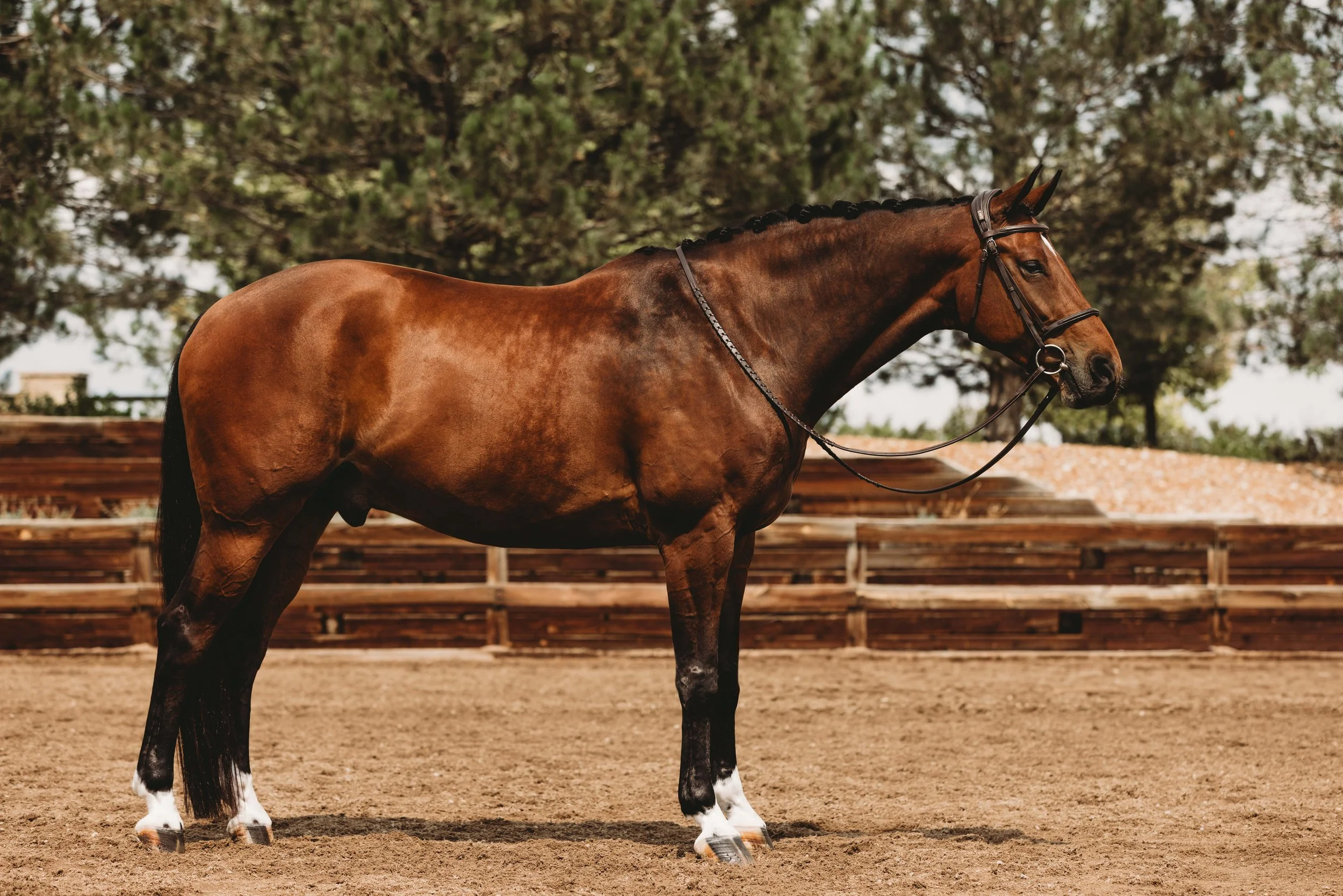 A brown horse with a black mane and white markings on its legs standing on a sandy ground outdoors, with trees and a playground in the background.