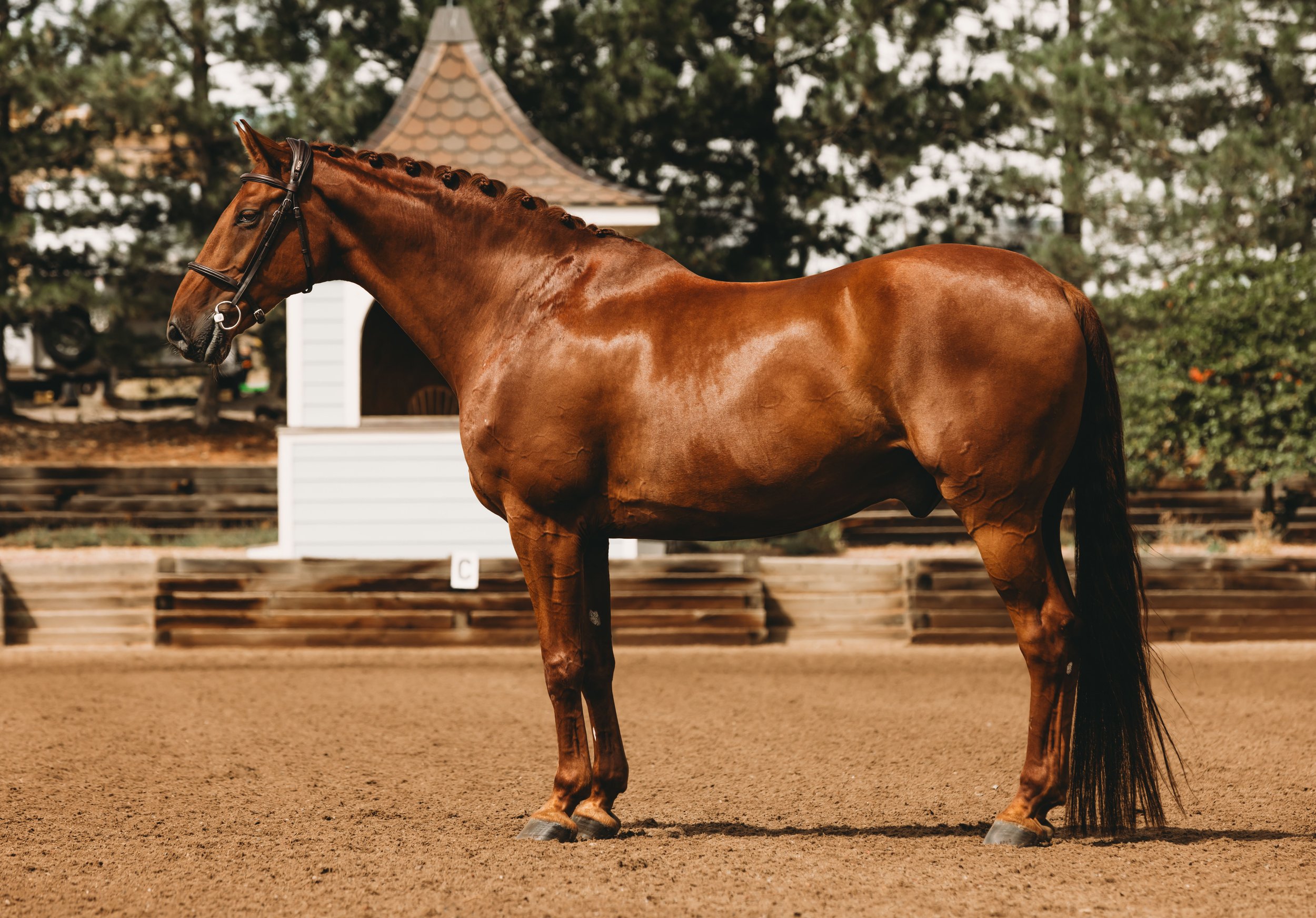 A chestnut horse with a braided mane standing on a dirt arena with trees and a building in the background.