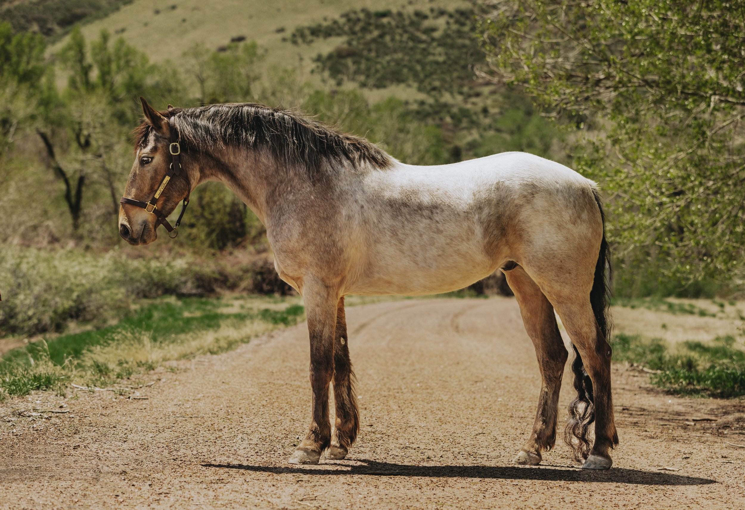 A light brown and white horse standing on a dirt path surrounded by green trees and hills in the background.