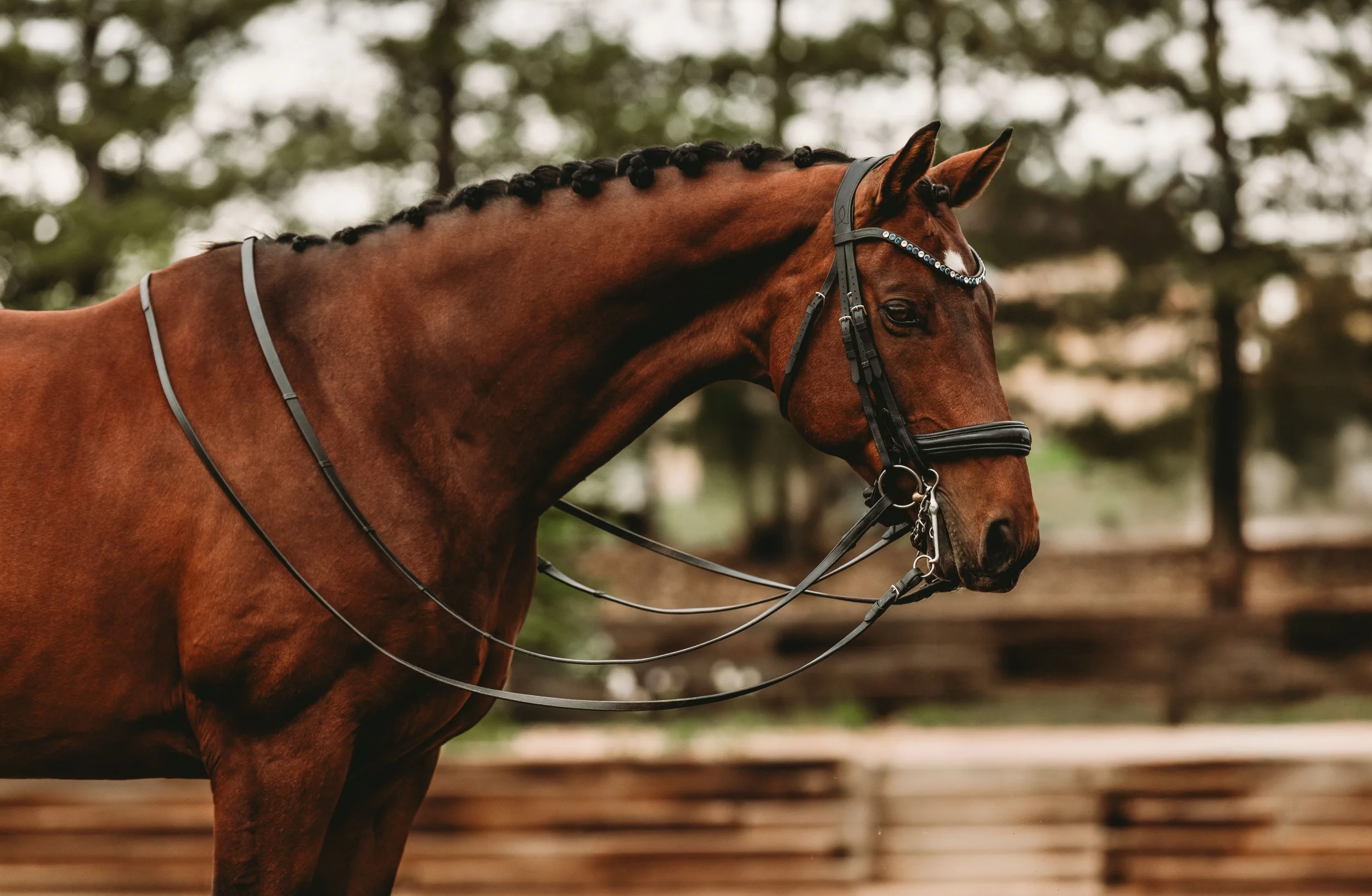 Close-up of a brown horse with a braided mane, wearing a bridle with decorative jewels, standing outdoors with blurred trees in the background.