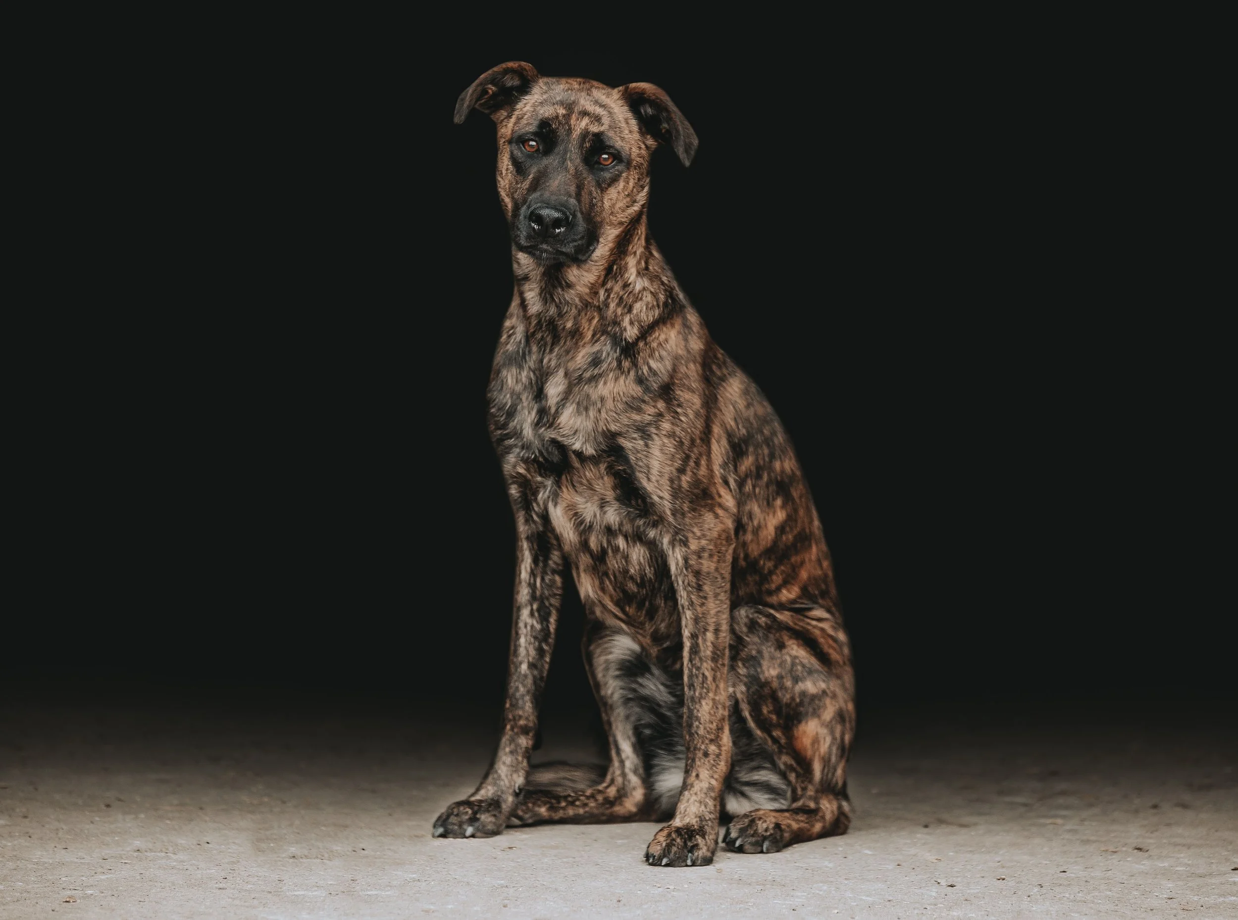 A brindle-colored dog with amber eyes sitting on a concrete floor against a black background.