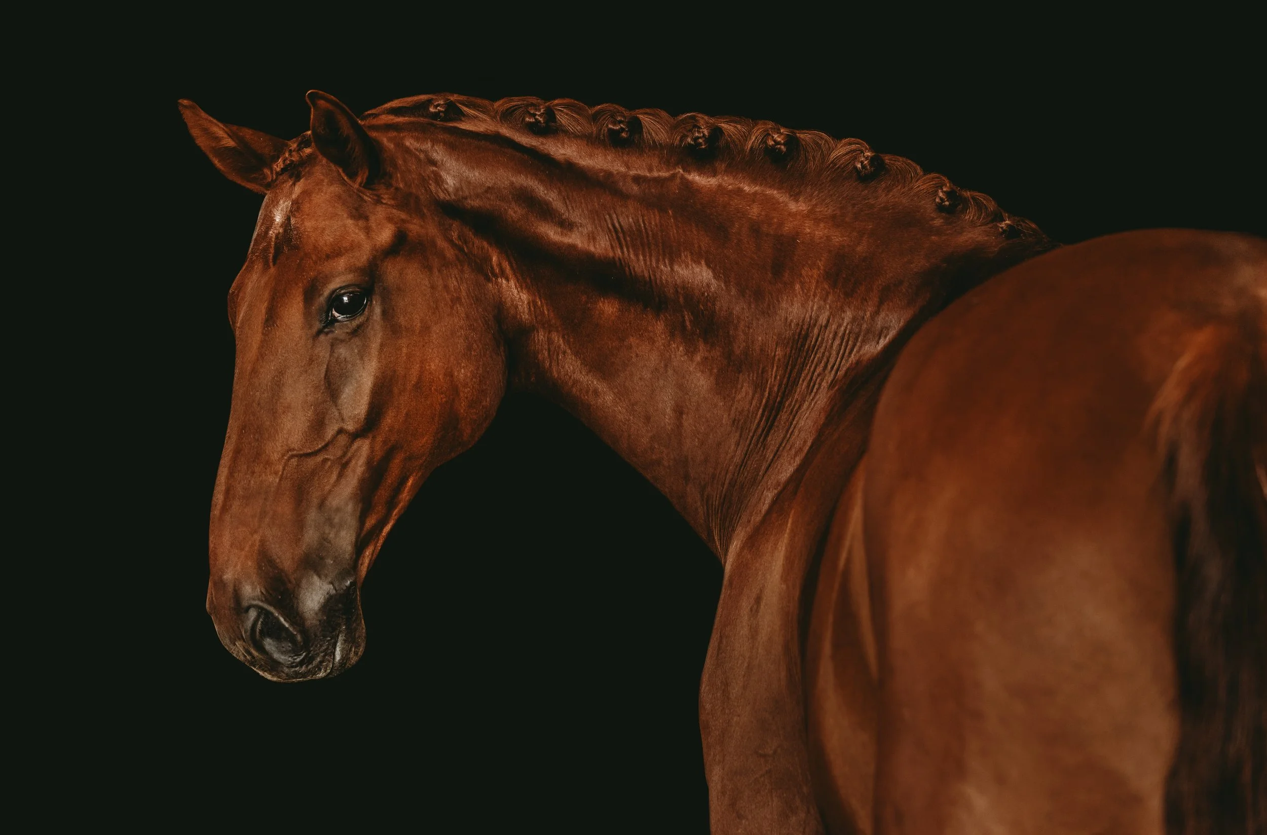 Close-up of a chestnut horse's head and neck against a black background.