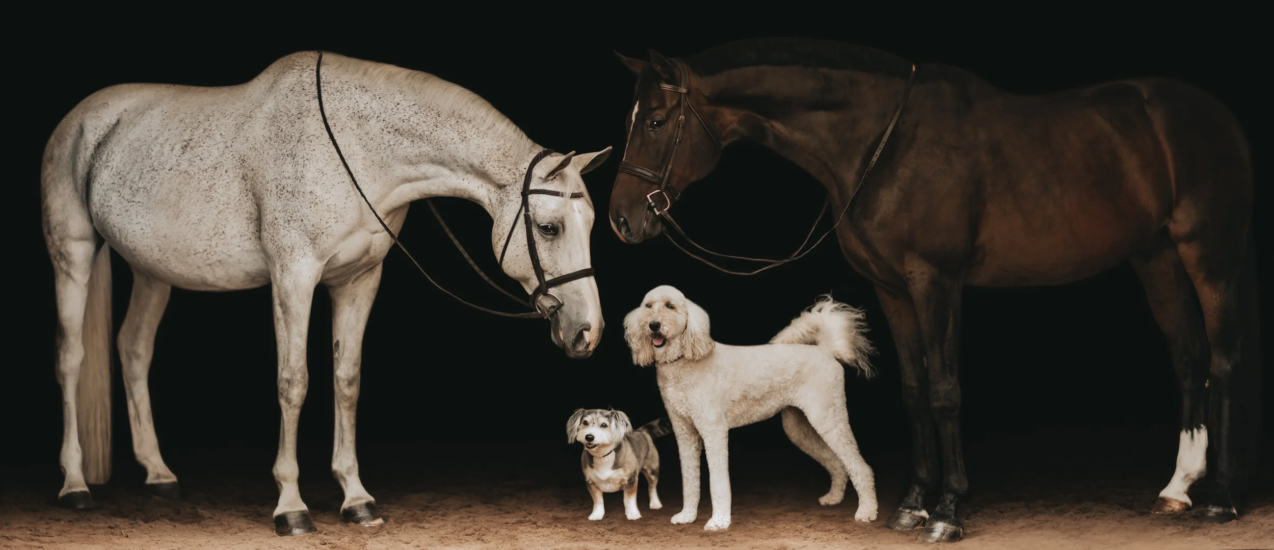 Two horses and two dogs standing on a dirt floor against a black background.