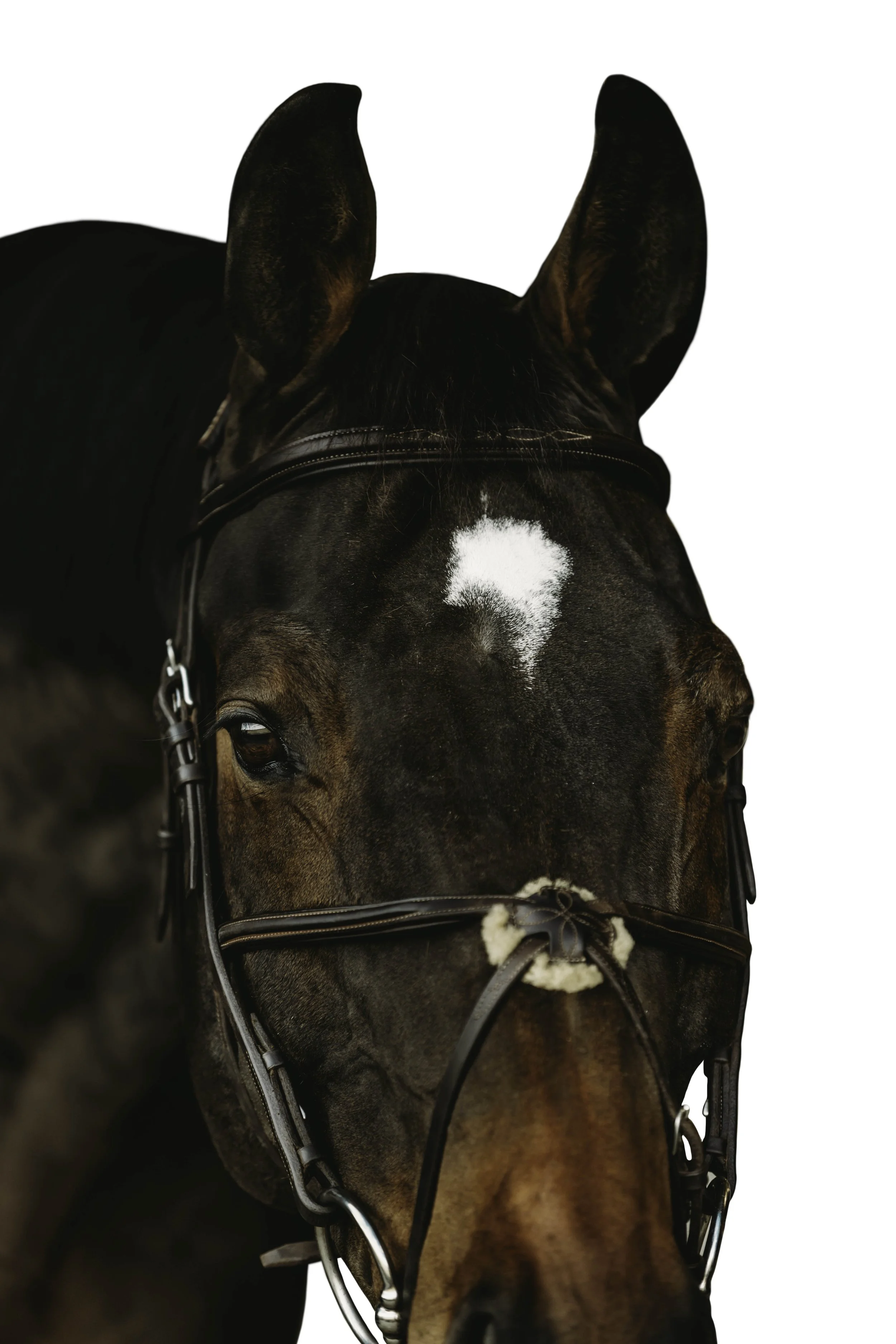 Equine White Background Portrait Bridle