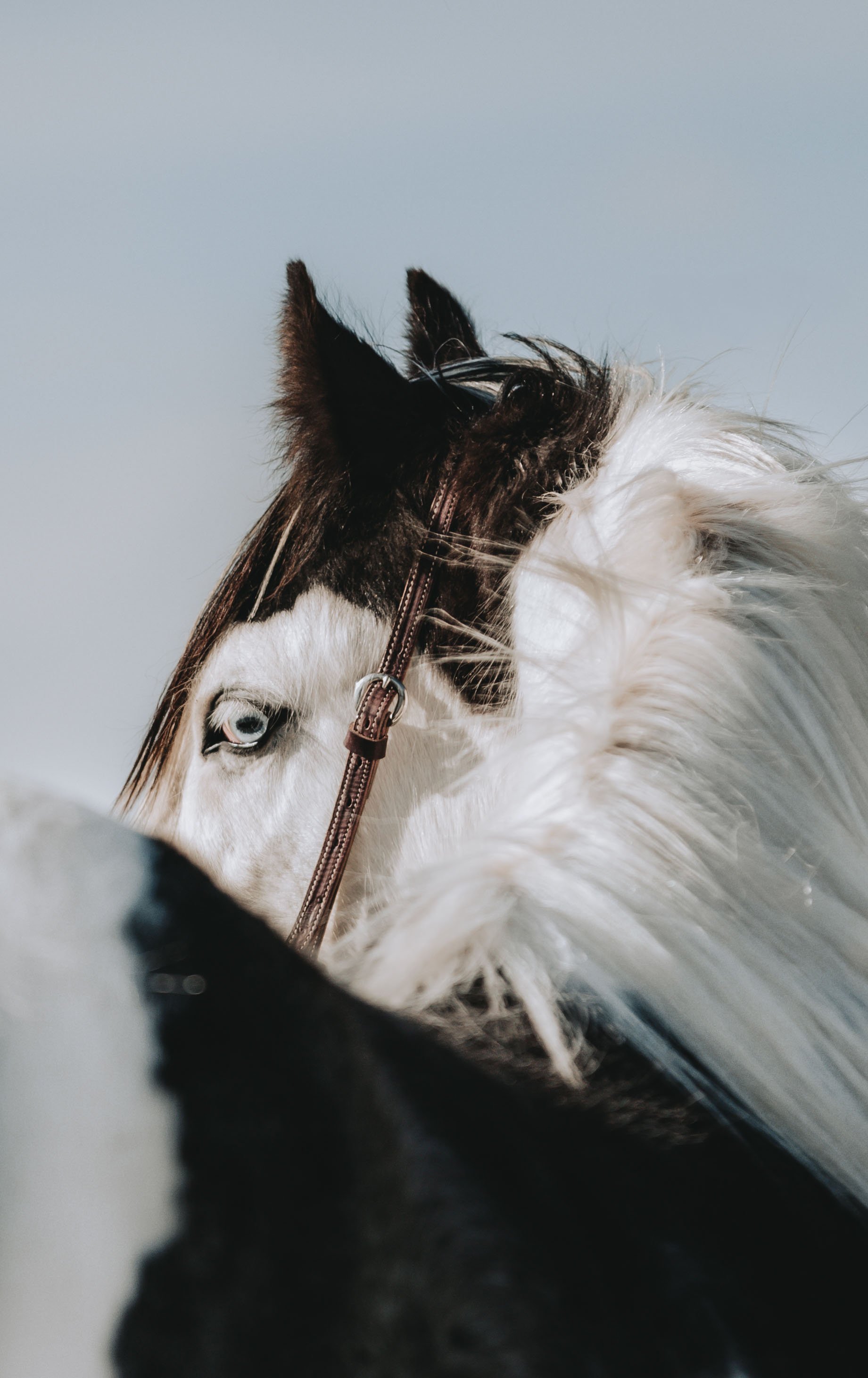 Close-up photo of a black and white horse with blue eyes, showing its head against a pale sky background.
