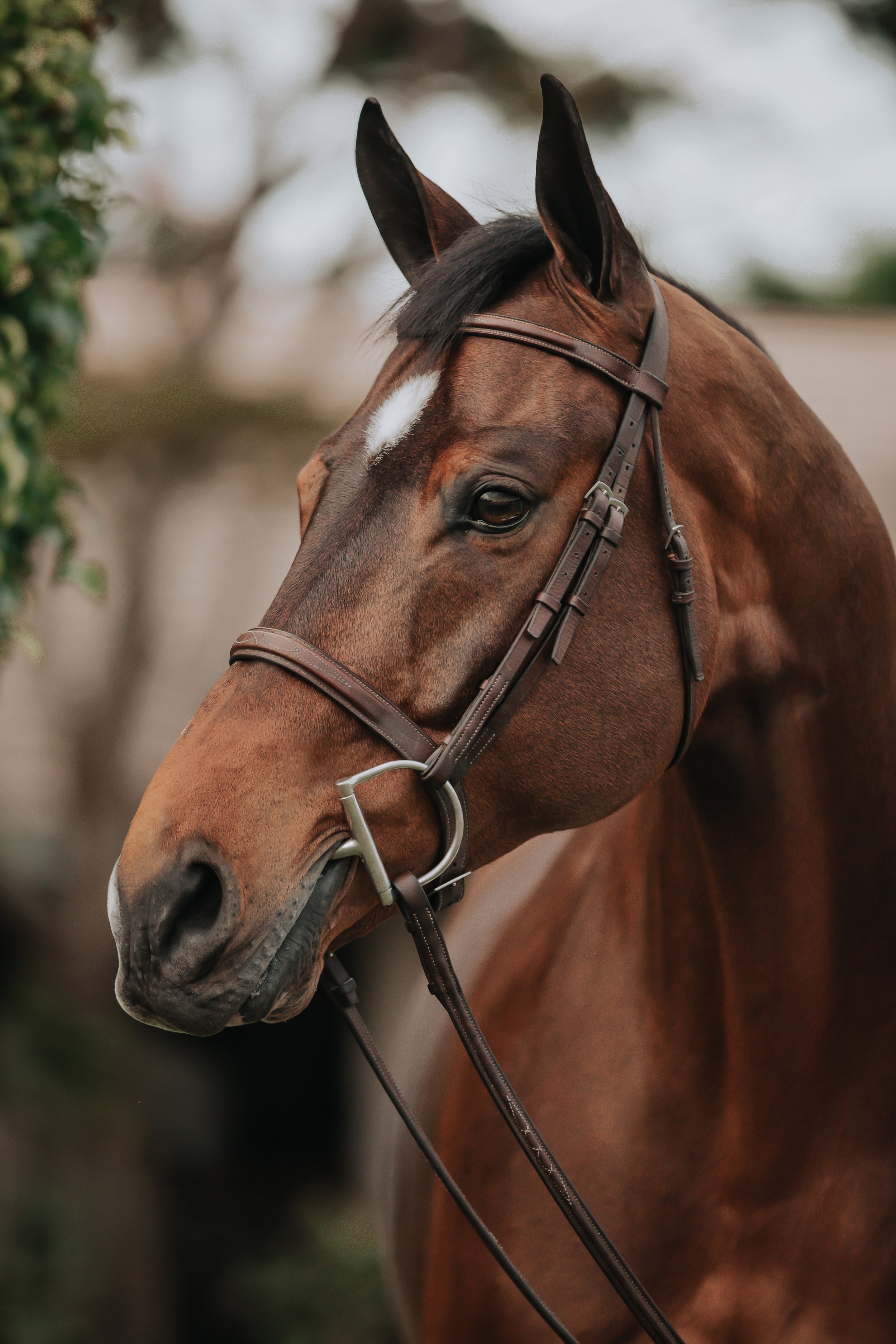 Equine Portrait Bay Warmblood Florida