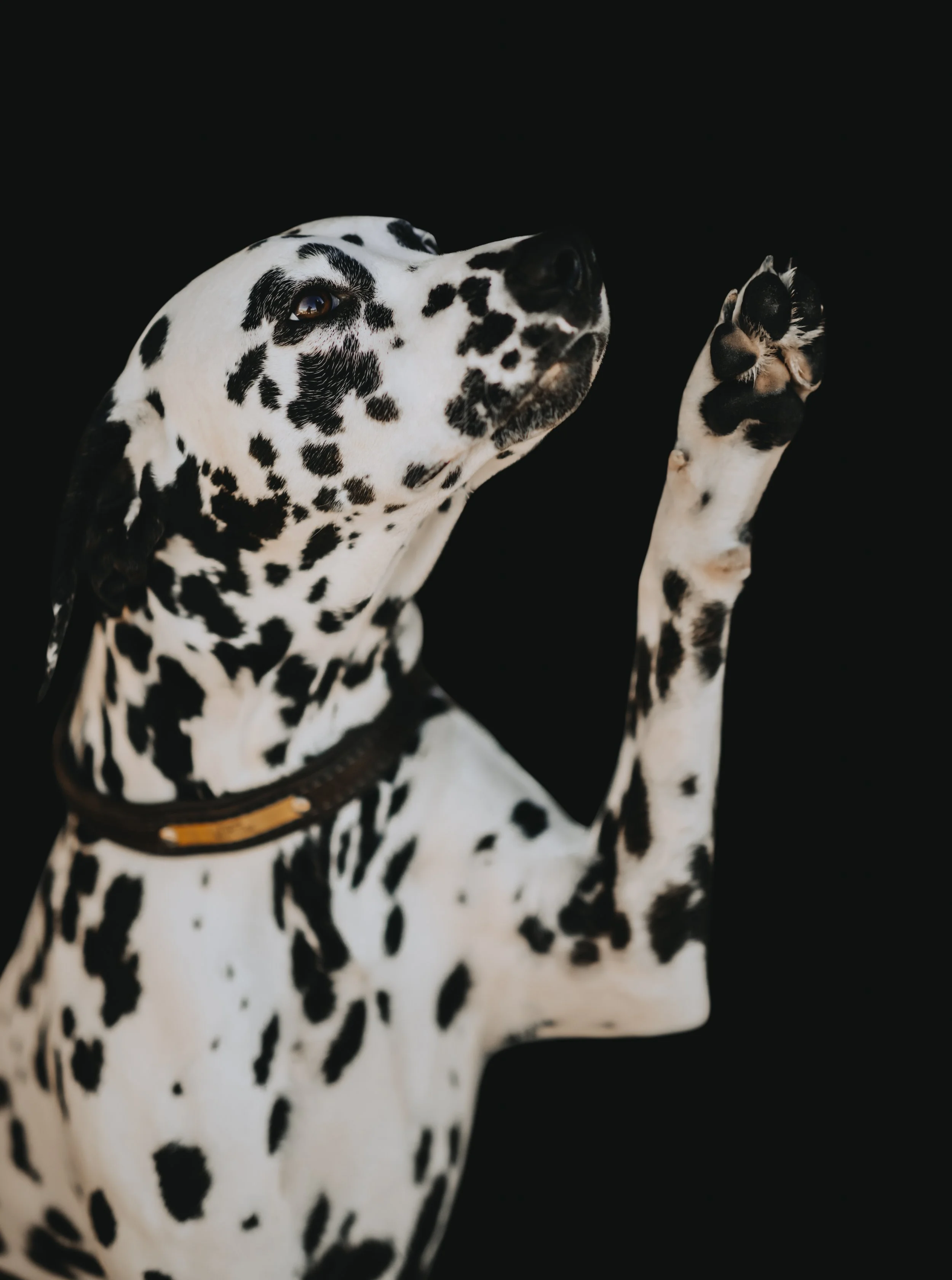Close-up of a Dalmatian dog with black spots and a raised paw against a black background.