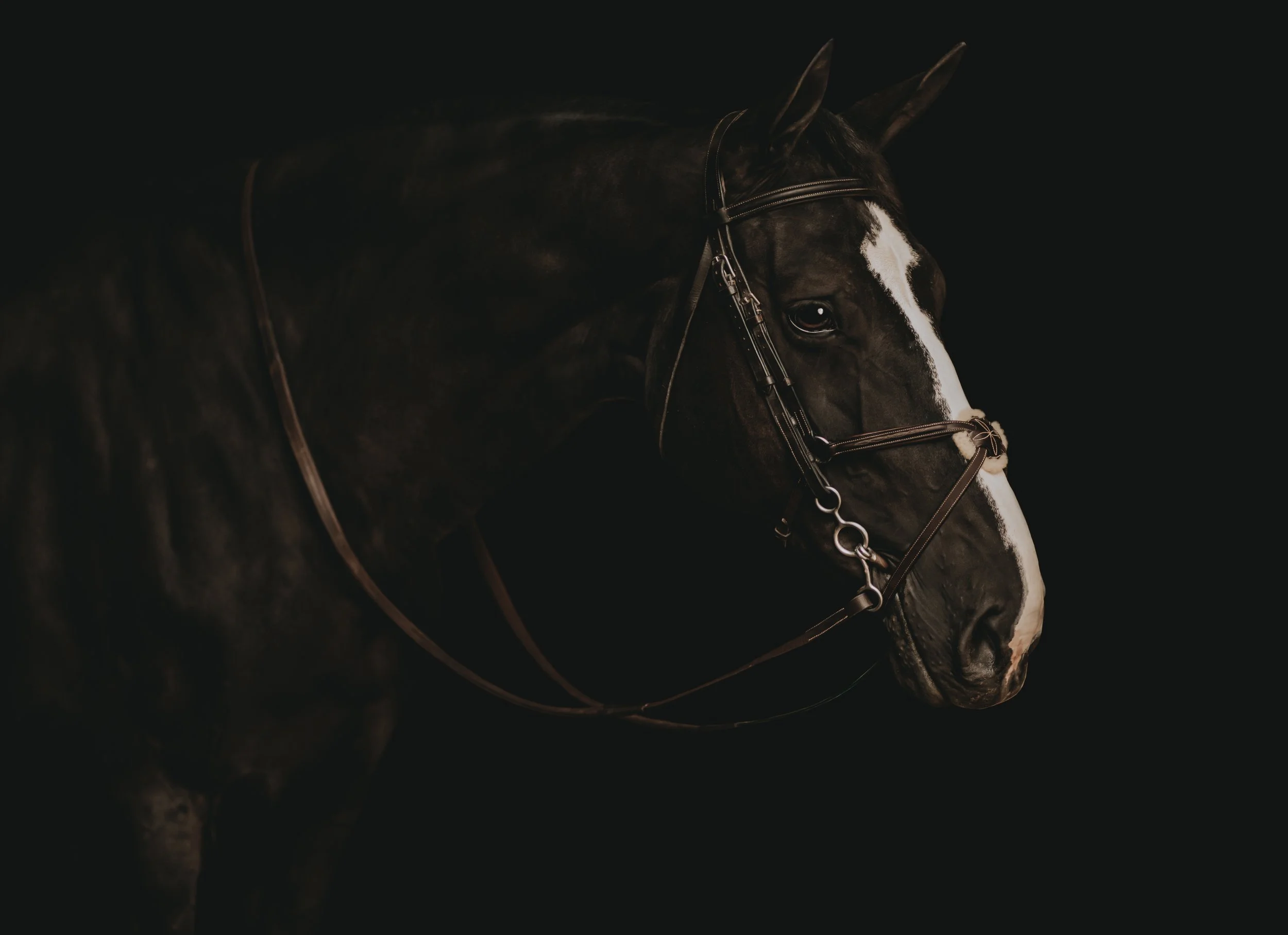 Close-up of a black horse with a white blaze on its face, wearing a bridle, against a black background.