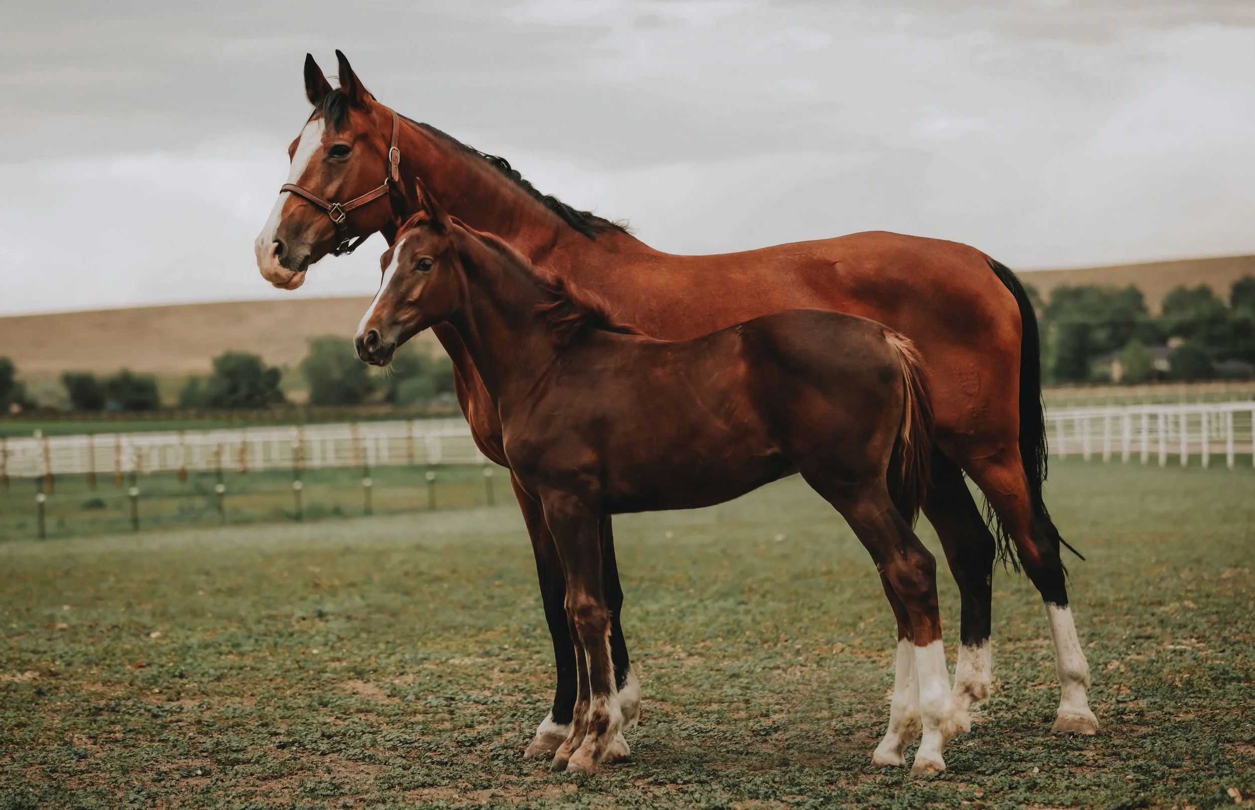 Two horses, one larger and one smaller, standing on a grassy field with a cloudy sky in the background.